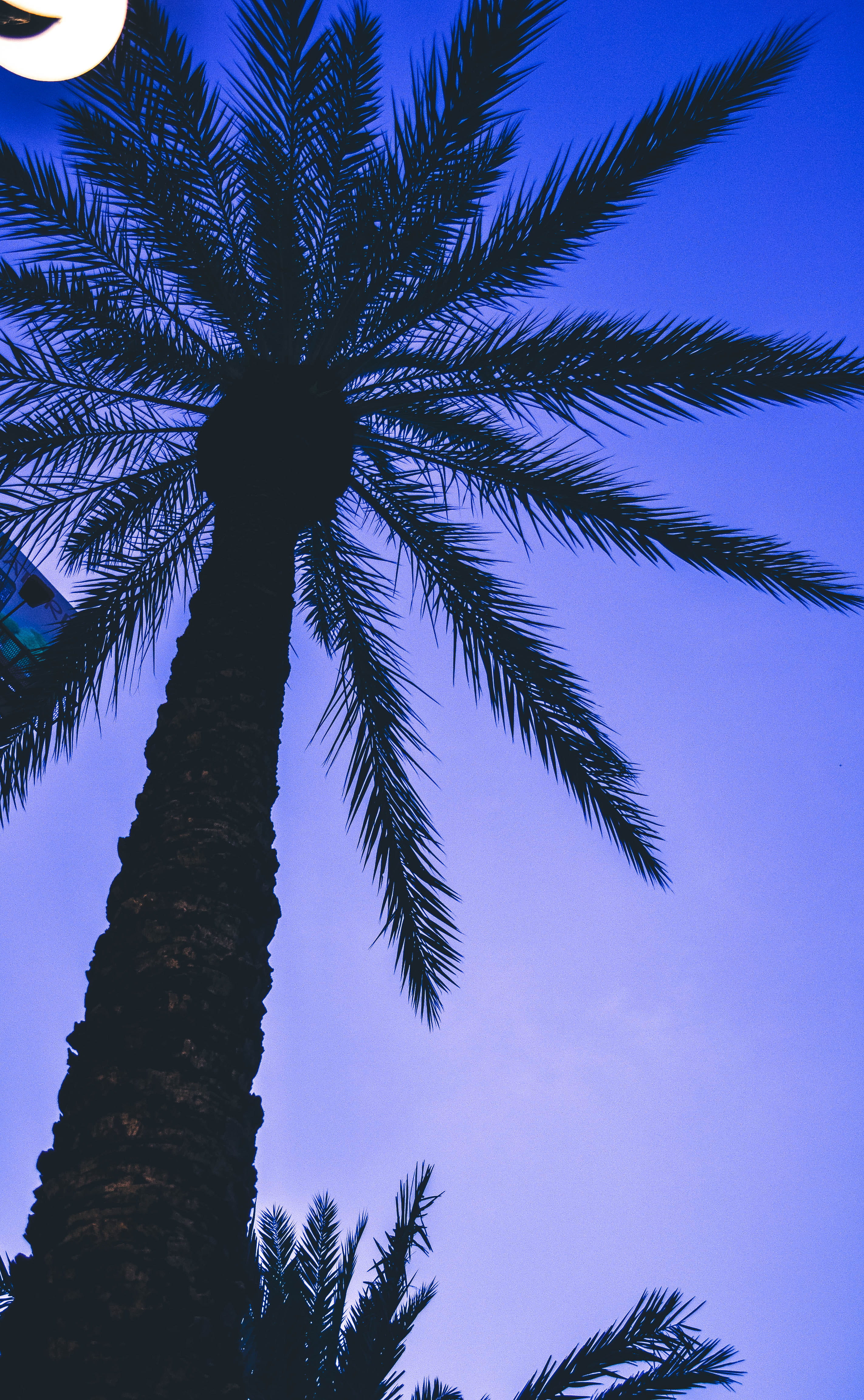 tranquility, united states, lighting, 4K, palm, sunset, growth, night, silhouette, trunk, color, scenics - nature, low angle view, no people, coconut palm tree, Phone HD Wallpaper