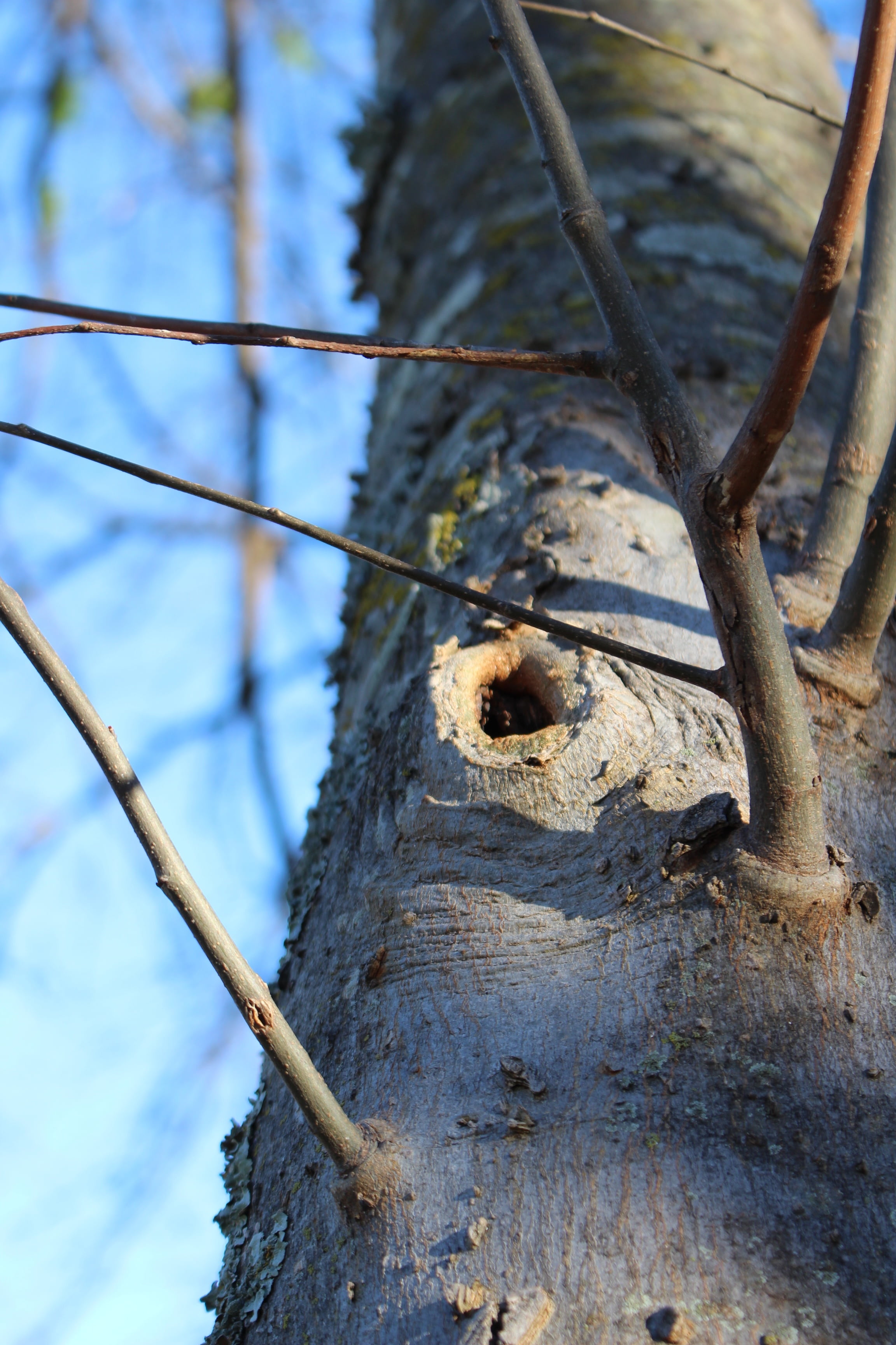 pattern, tree trunk, selective focus, scenery, close-up, barrier, focus on foreground, textured, no people, plant, metal, weathered, old, trunk, outdoor, Phone HD Wallpaper
