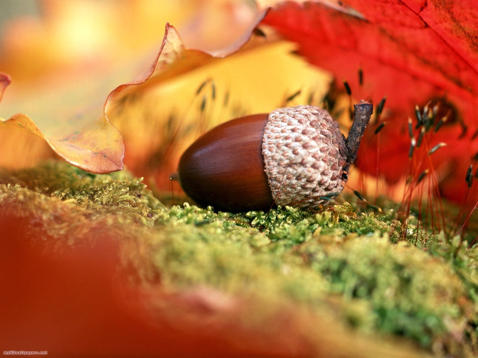 leaf, day, no People, acorn, season, outdoors, beauty In Nature, forest, shell, mollusk, tree, macro, orange Color, oak Tree, green Color, animal, grass, HD Wallpaper