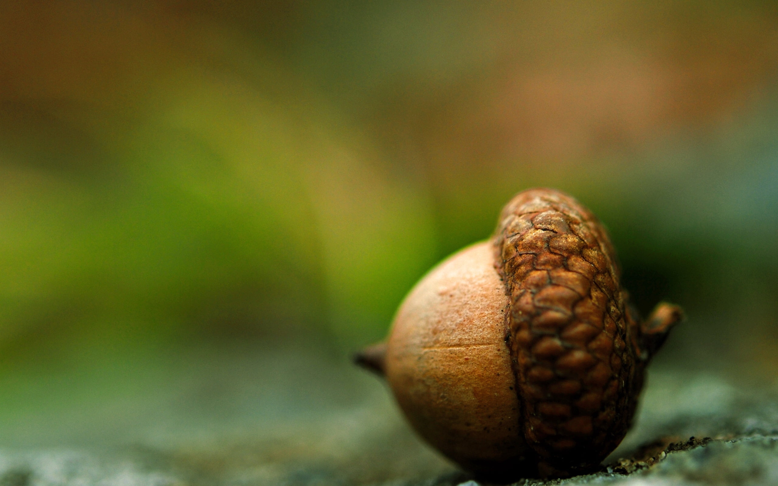animal wildlife, focus on foreground, green Color, food, animal themes, animals in the wild, nut, tree, forest, land, brown, outdoors, close-up, nut - Food, HD Wallpaper
