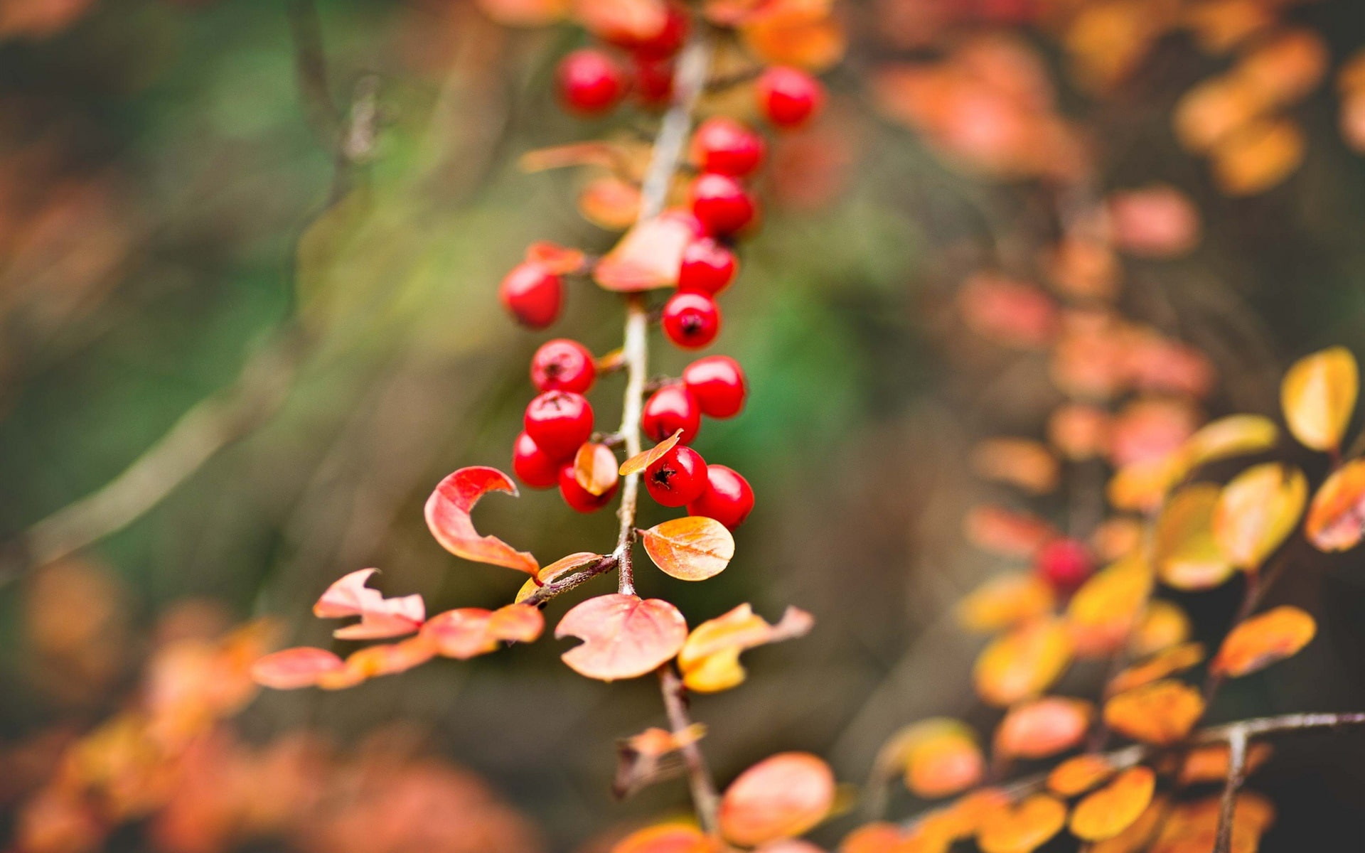1080P, round, Yellow, Autumn, fruits, Berries, Leaves, Bokeh, small, Red, HD Wallpaper
