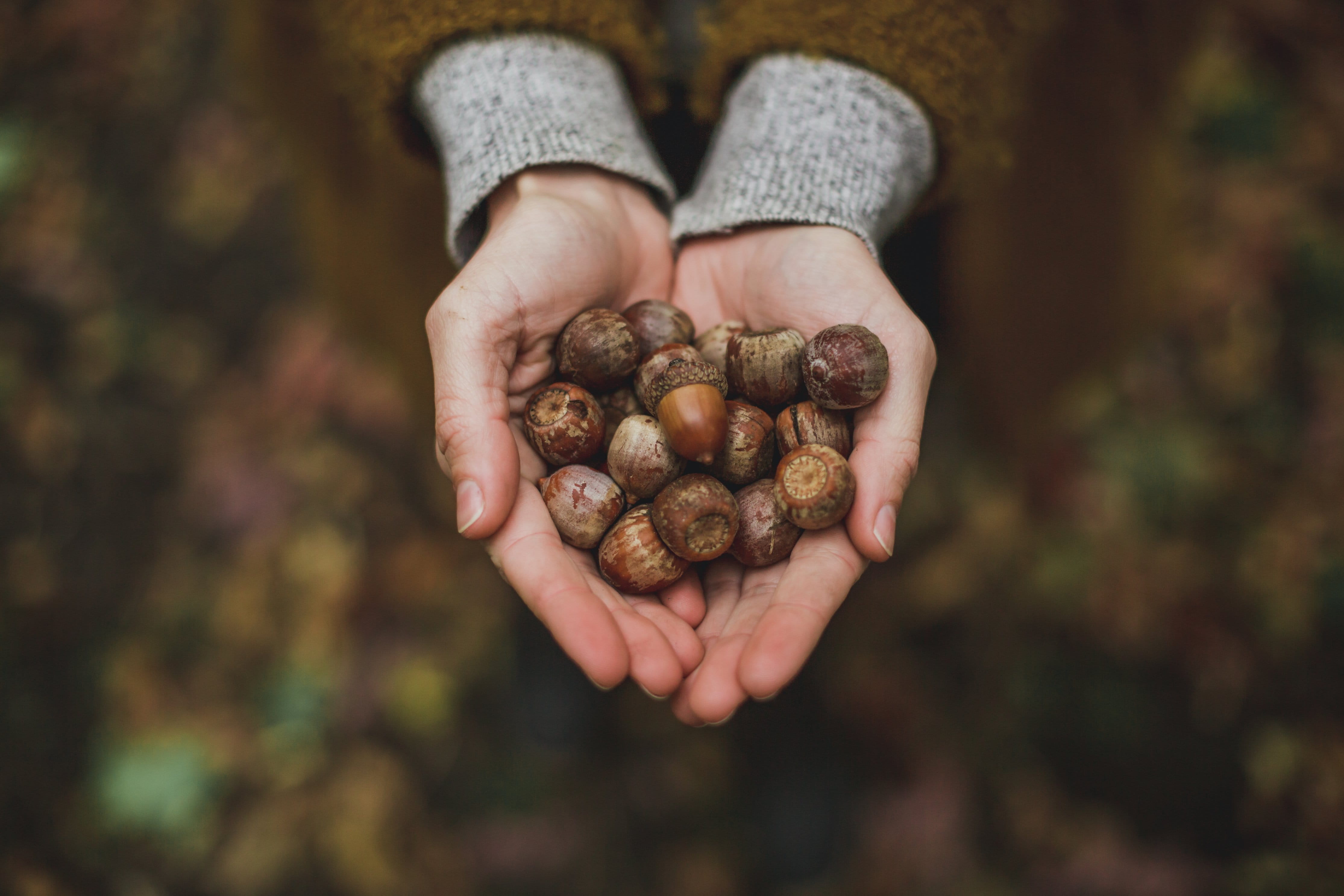 body part, freshness, food, healthy eating, handful, hands cupped, close-up, wellbeing, focus on foreground, hand, holding, day, finger, one person, acorns, HD Wallpaper
