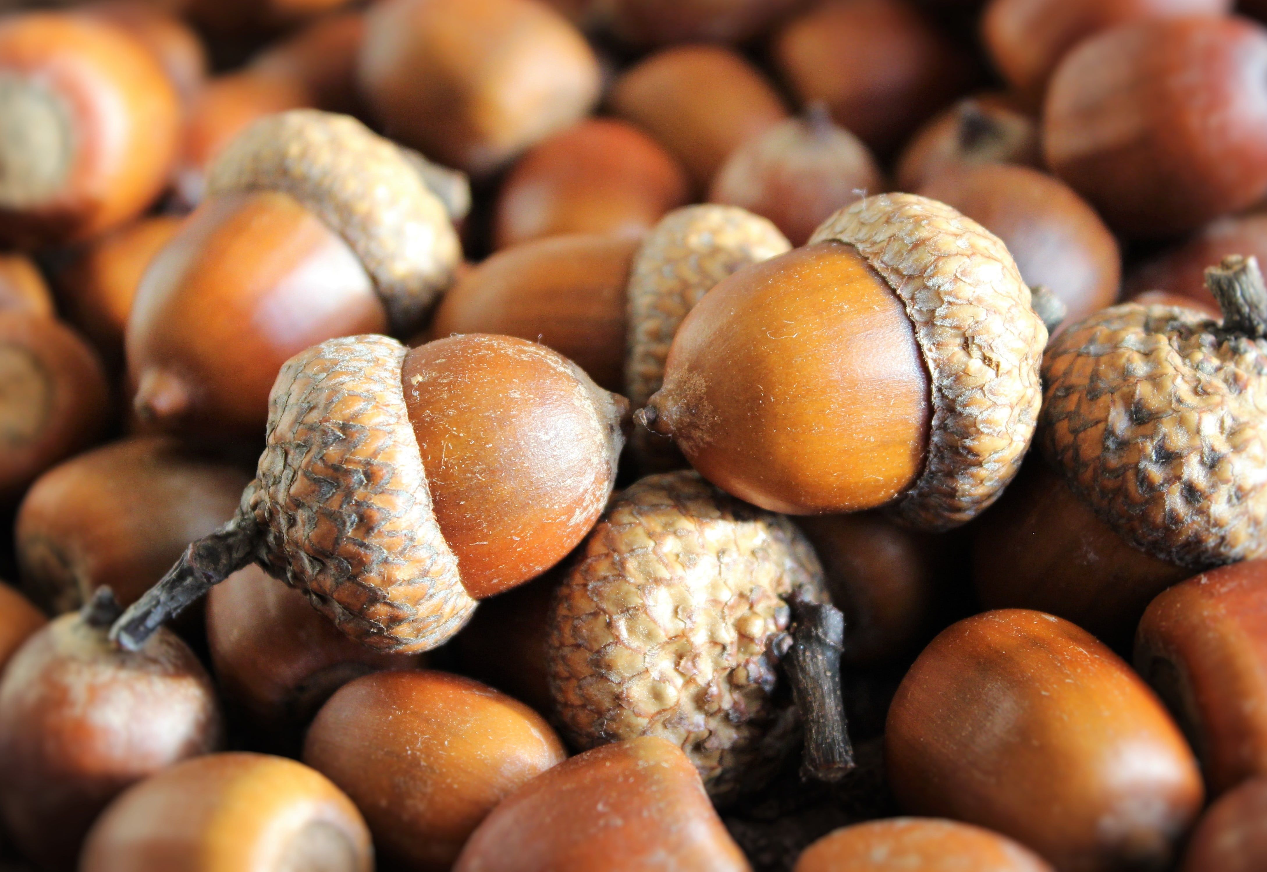backgrounds, harvest, hat, longevity, walnut, lot, abundance, fruit, healthy eating, food and drink, no people, brown, freshness, 4K, growth, acorn, wellbeing, HD Wallpaper