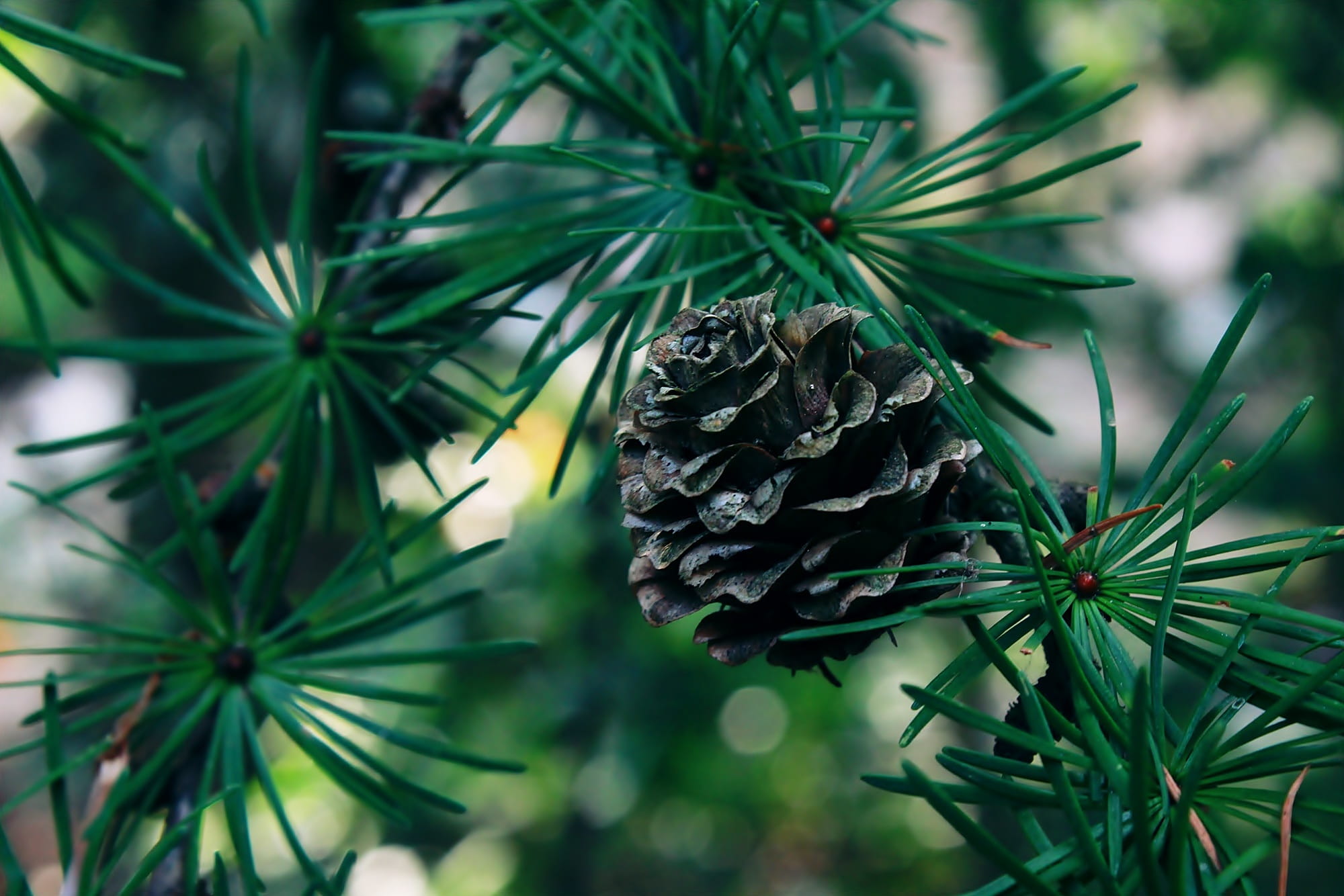 flower head, plant, 1080P, focus on foreground, acorn, close, evergreen, tranquility, forest, christmas, growth, flowering plant, outdoors, flora, coniferous tree, HD Wallpaper
