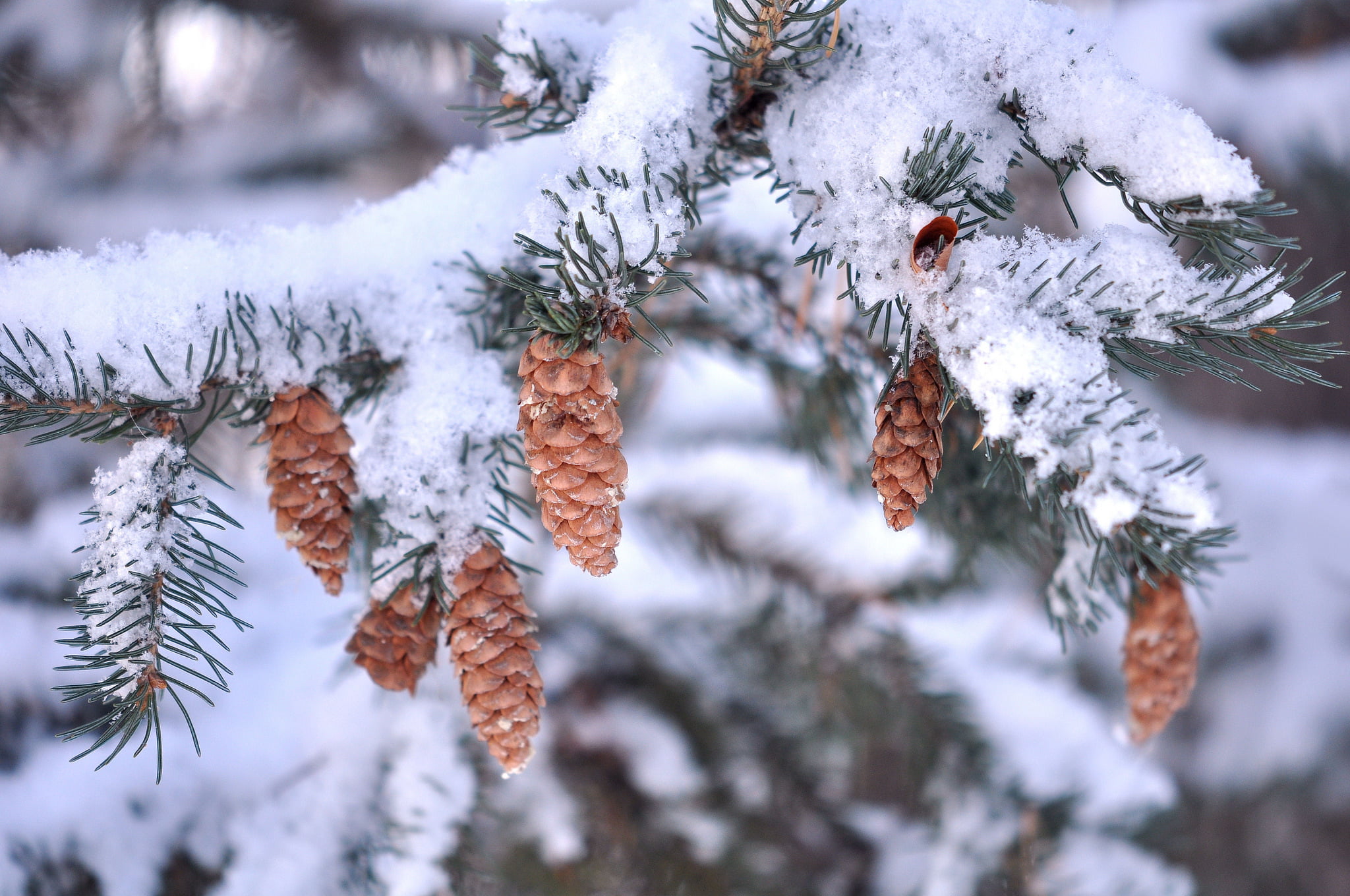 white, lot, snowflake, frost, spruce Tree, coniferous Tree, weather, cold - Temperature, snowing, covering, brown, snow, no People, branch, ice, december, HD Wallpaper