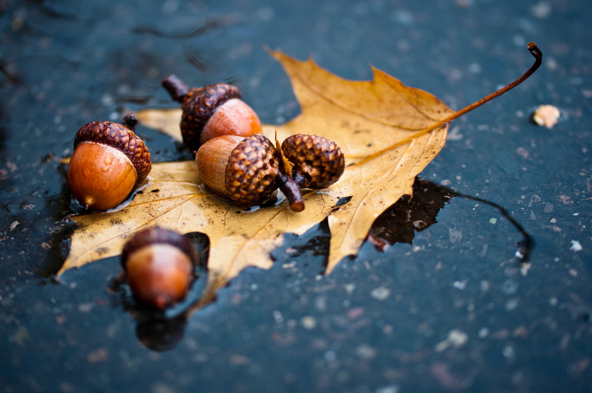 day, no people, nut, nature, yellow, wood - Material, five, selective focus, autumn, healthy eating, backgrounds, forest, chestnut - food, outdoors, season, HD Wallpaper