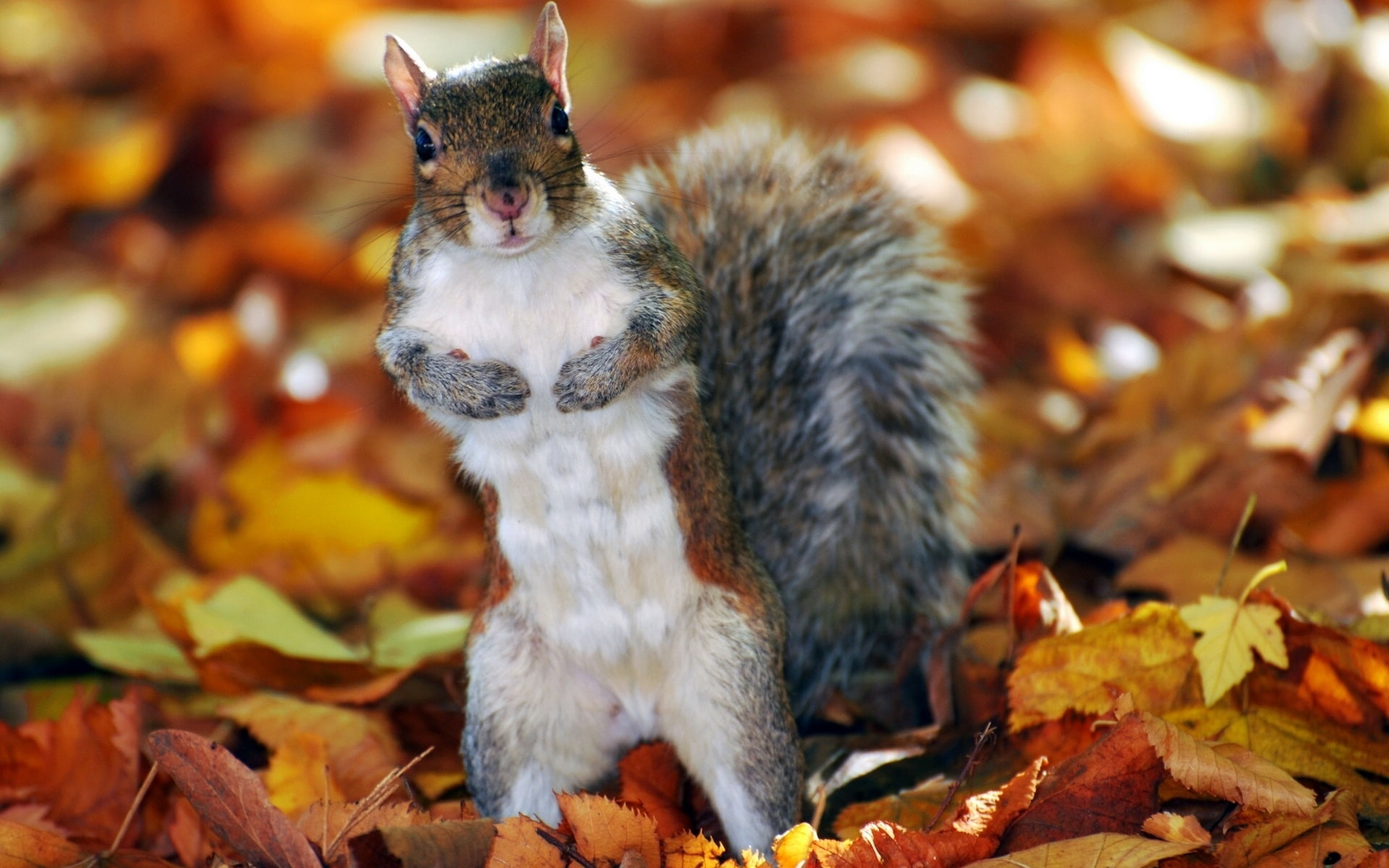 Autumn, Squirrel, 1080P, Leaves, HD Wallpaper