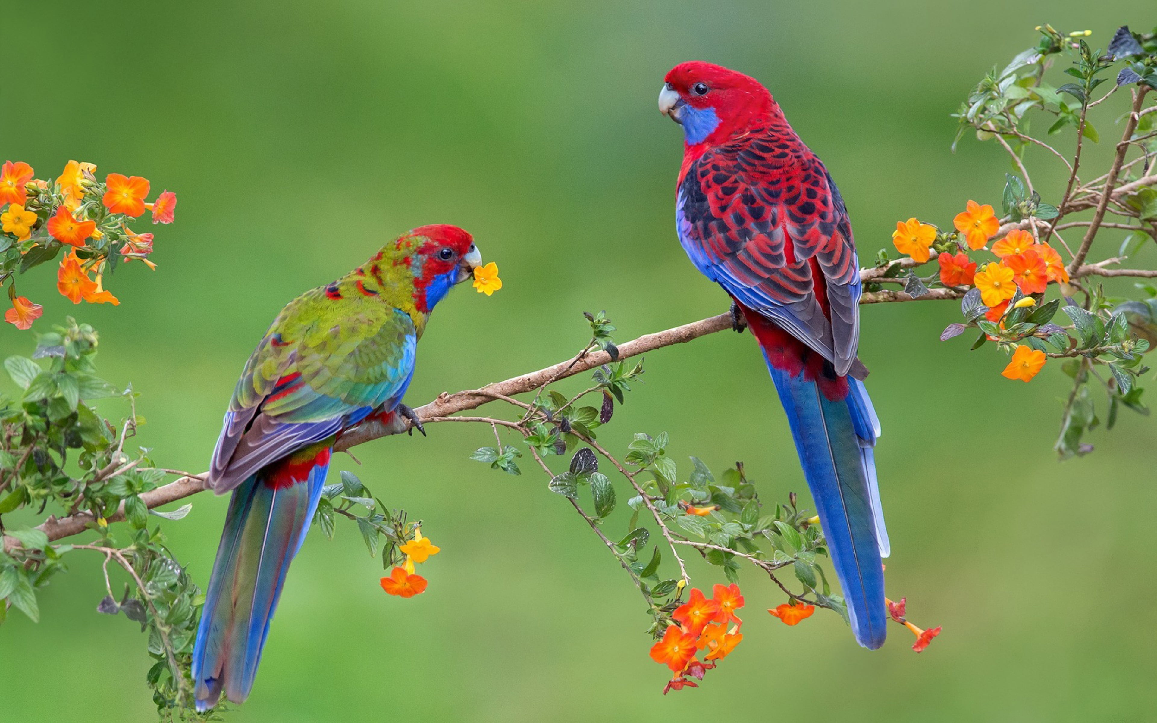 branch, bird, animal wildlife, parrot, nature, perching, animal themes, flower, no people, vertebrate, two animals, day, hd, outdoors, couple, HD Wallpaper