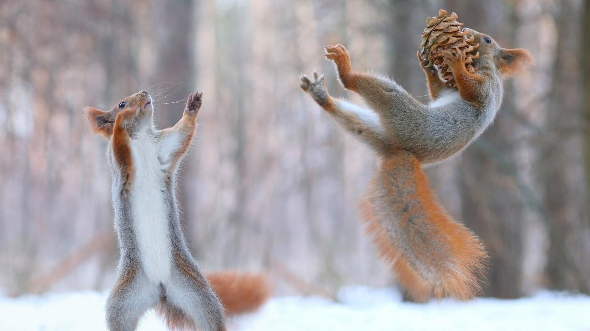 animal, 1080P, cones, animals, fun, squirrels, snow, HD Wallpaper