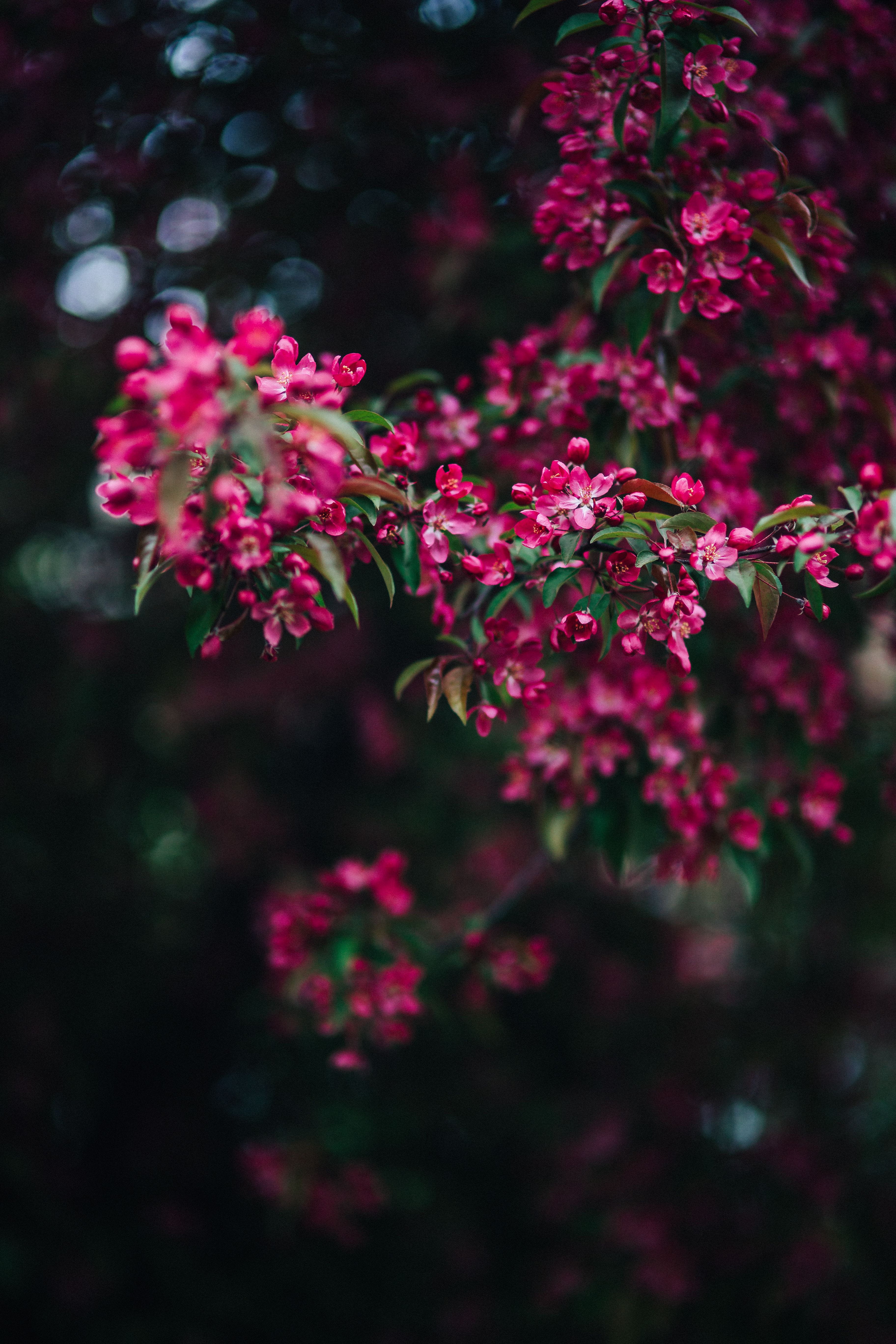 branches, pink, tree, beauty In Nature, forest, 5K, fragility, red, freshness, flowers, flowering plant, spring, inflorescence, no people, summer, leaf, Phone HD Wallpaper
