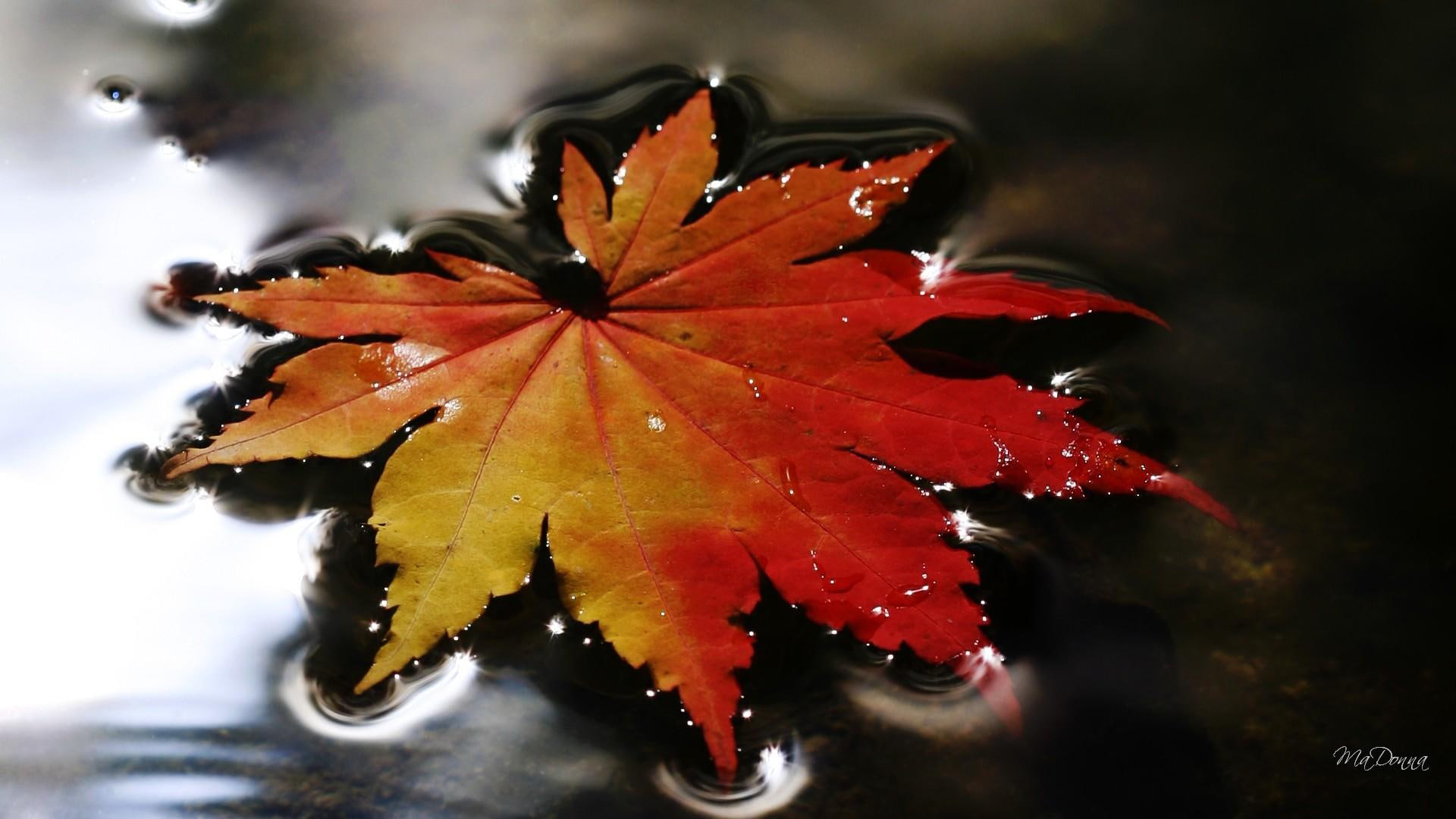 autumn, 1080P, orange, seasons, river, first, leaf, fall, lake, 3d and abstract, floating, firefox persona, sign, HD Wallpaper