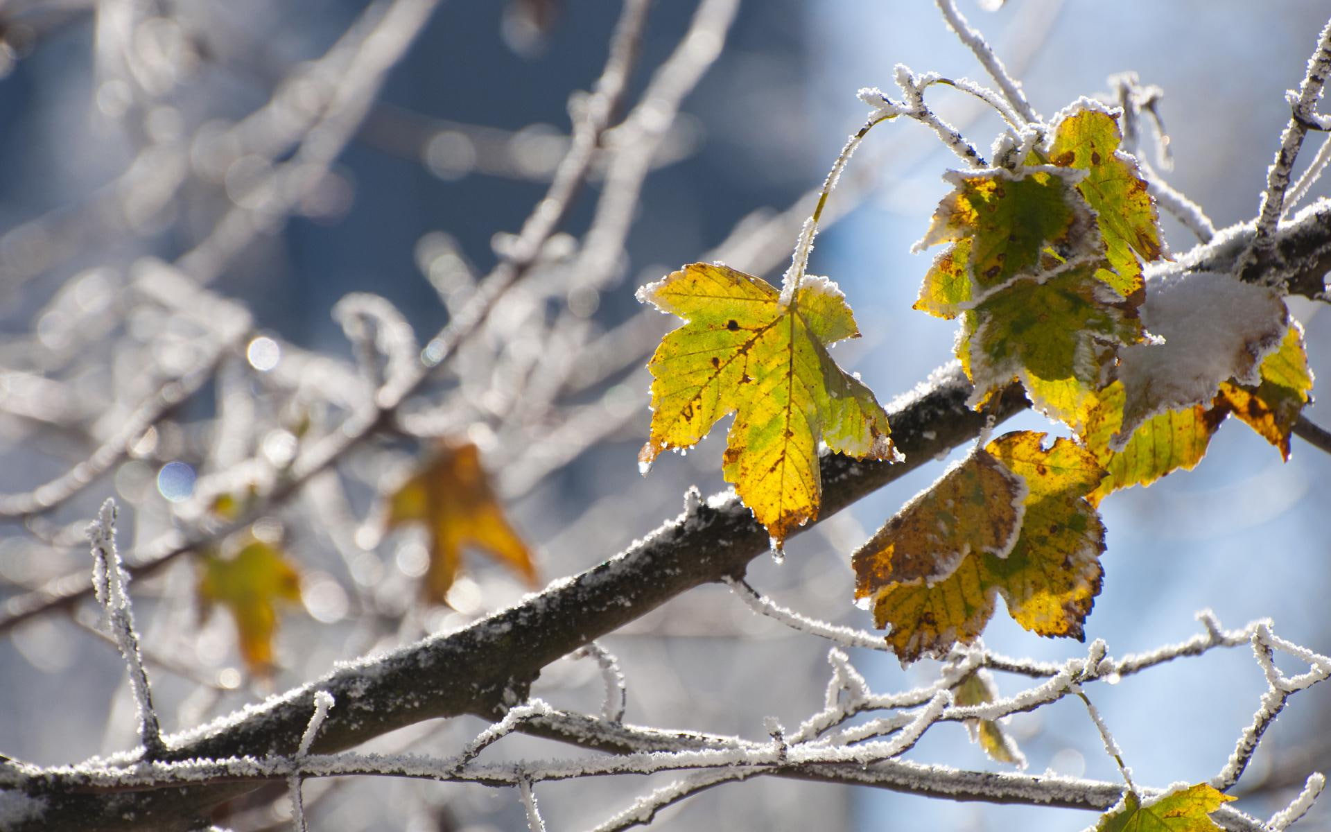 leaves, snowflakes, frost, wood, 1080P, cold, pictures, fall, autumn, background, HD Wallpaper