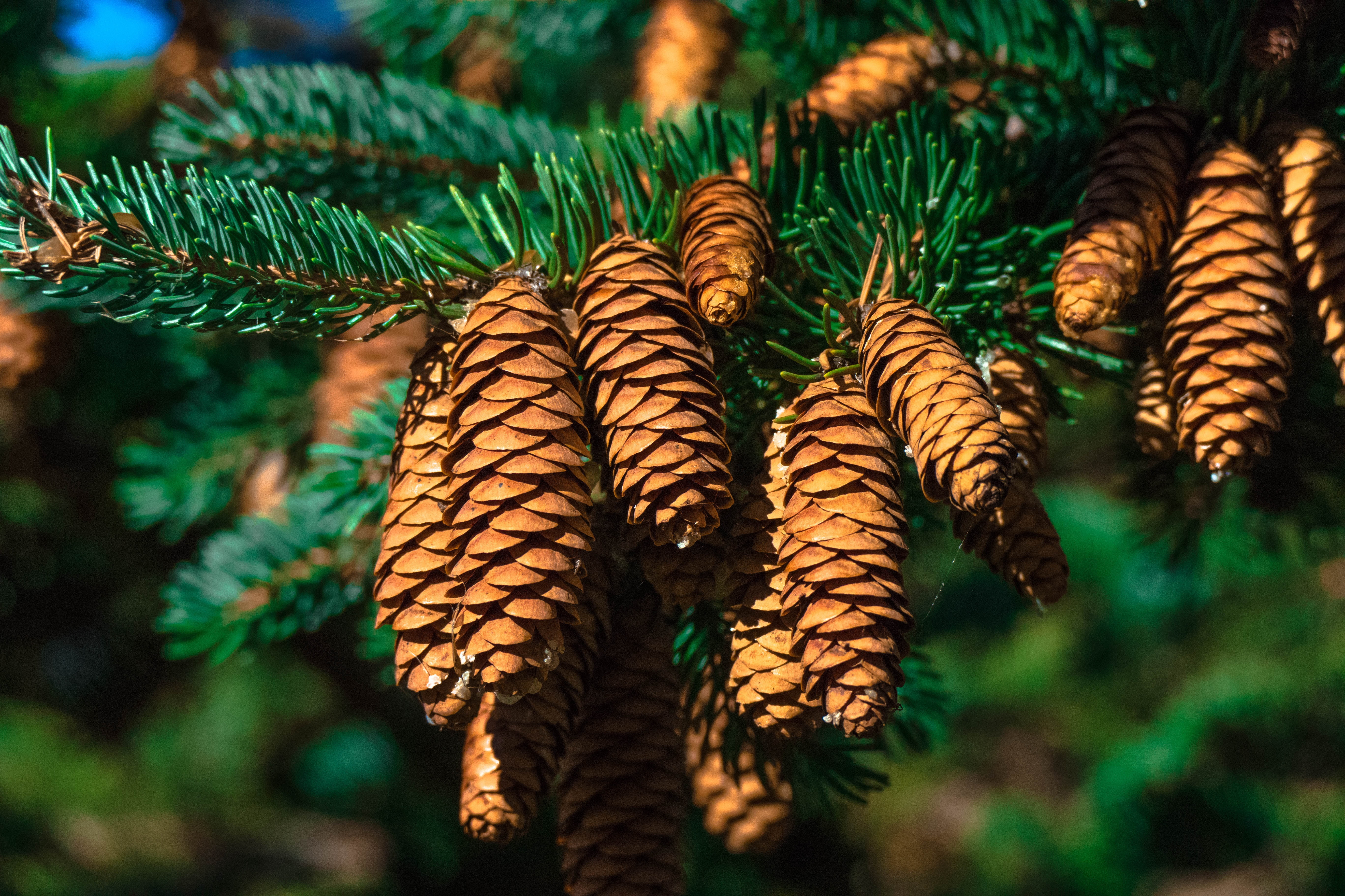 plant, plant part, christmas tree, pine, cones, christmas, fern, macro, summer, forest, beauty in nature, close-up, pattern, yellow, branch, nature, evergreen Tree, HD Wallpaper