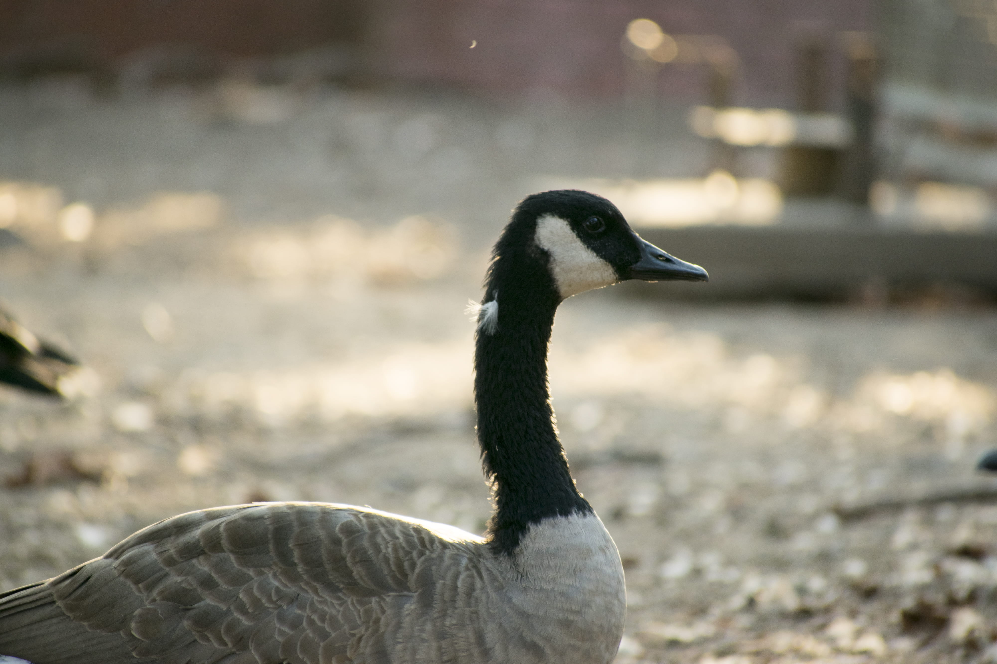 what do geese eat?, i think grass, close-up, grass, animal themes, animal neck, focus on foreground, animal, junior center of arts and science, lakeside park, HD Wallpaper