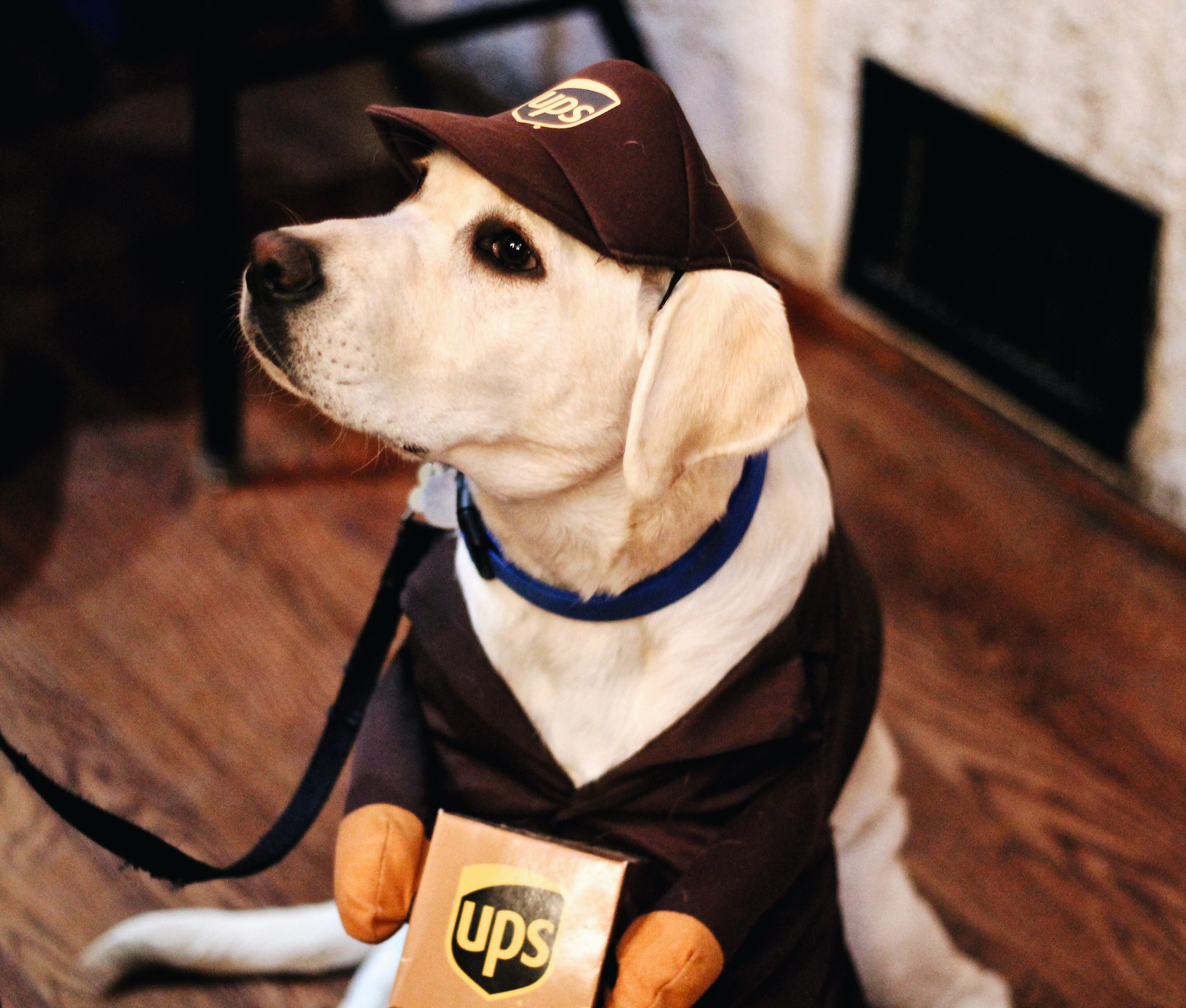 one animal, pet clothing, yellow, canine, 4K, what can brown do for you?, pets, communication, dog, halloween, one person, close-up, cute, domestic, mountain view, HD Wallpaper