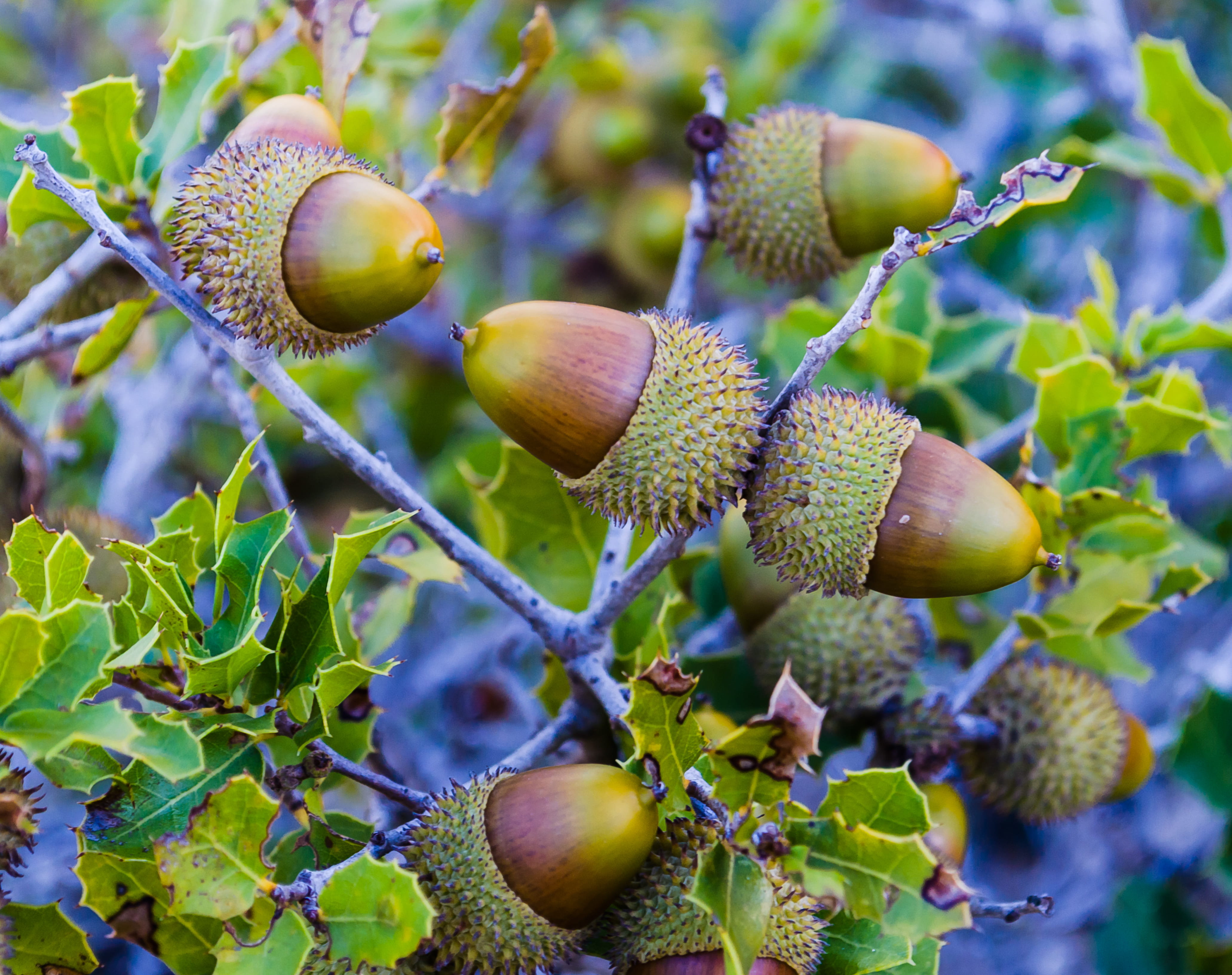 plant, tree, outdoors, beauty in nature, freshness, close-up, acorn, plant part, fruit, leaf, nut, focus on foreground, green color, nature, wellbeing, HD Wallpaper
