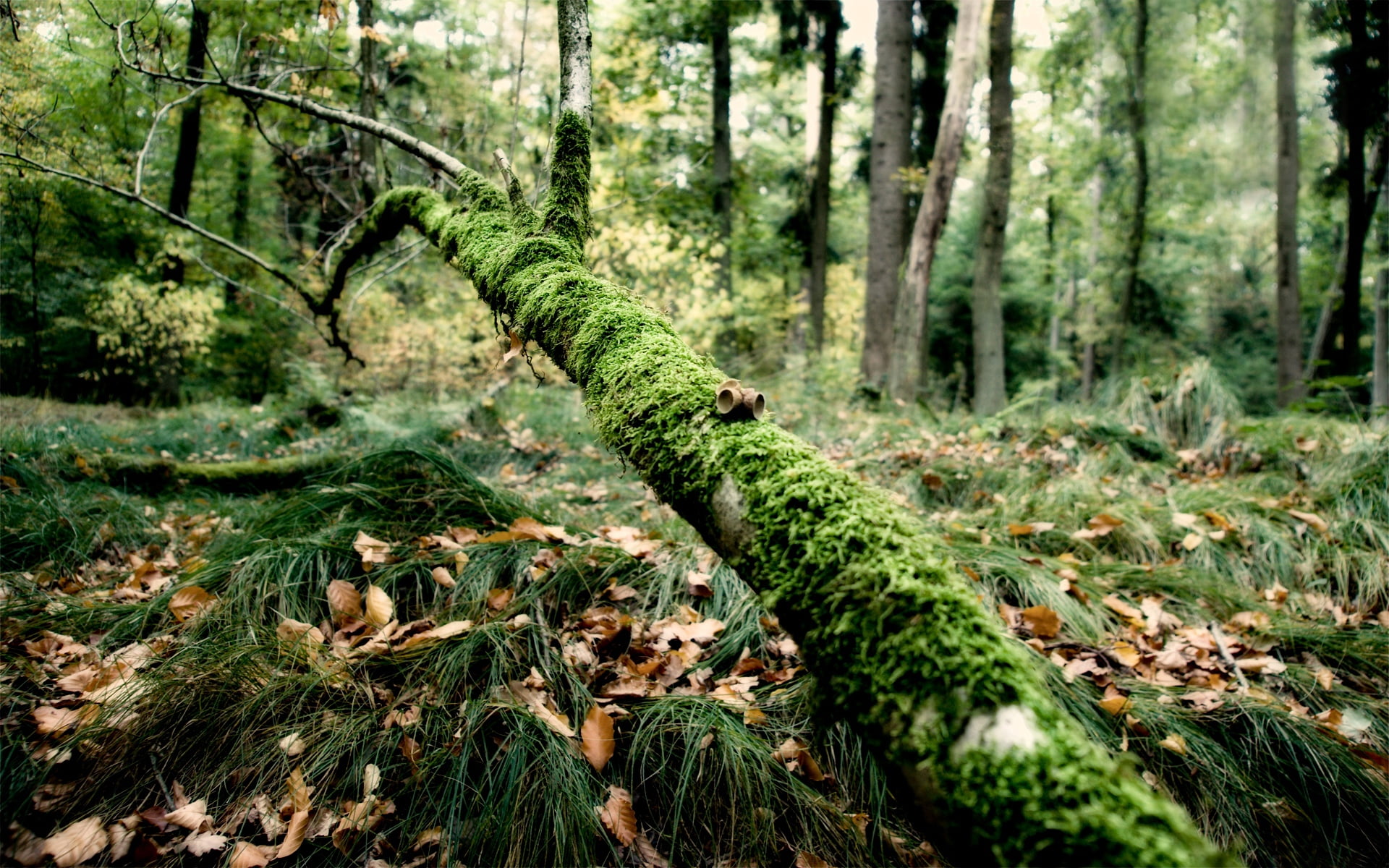 trunk, lush Foliage, tree, beauty In Nature, outdoors, backgrounds, landscape, color Image, tranquil Scene, springtime, environment, wilderness Area, rural Scene, HD Wallpaper