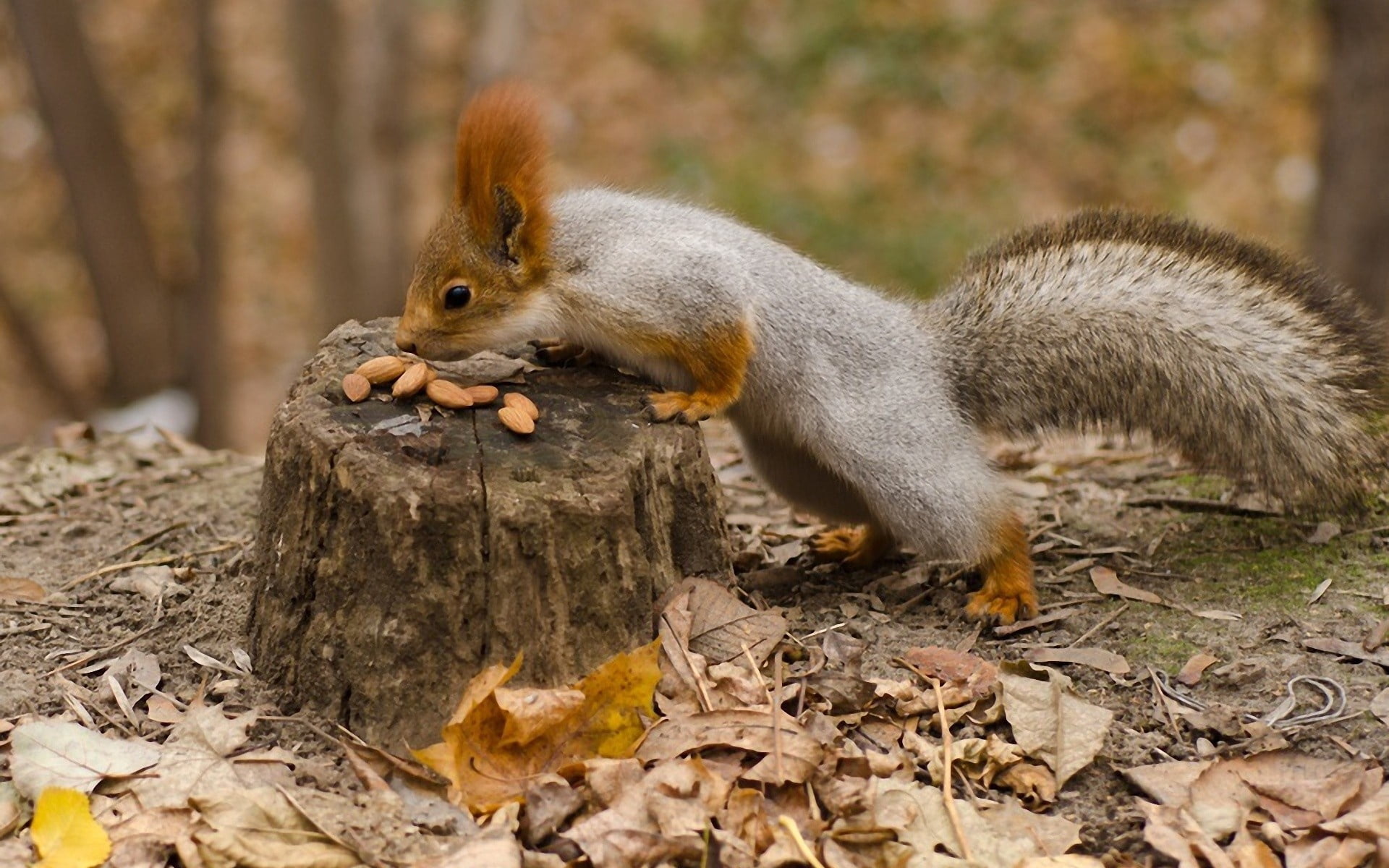 acorn, outdoors, 1080P, grass, nature, one Animal, fur, squirrel, plant part, woodland, day, leaf, food, land, nut - Food, mammal, focus on foreground, HD Wallpaper