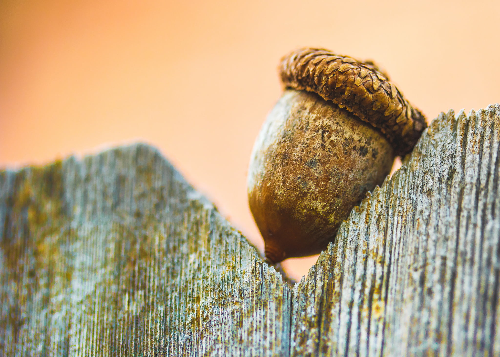 background, acorn, macro, 1080P, brown, HD Wallpaper