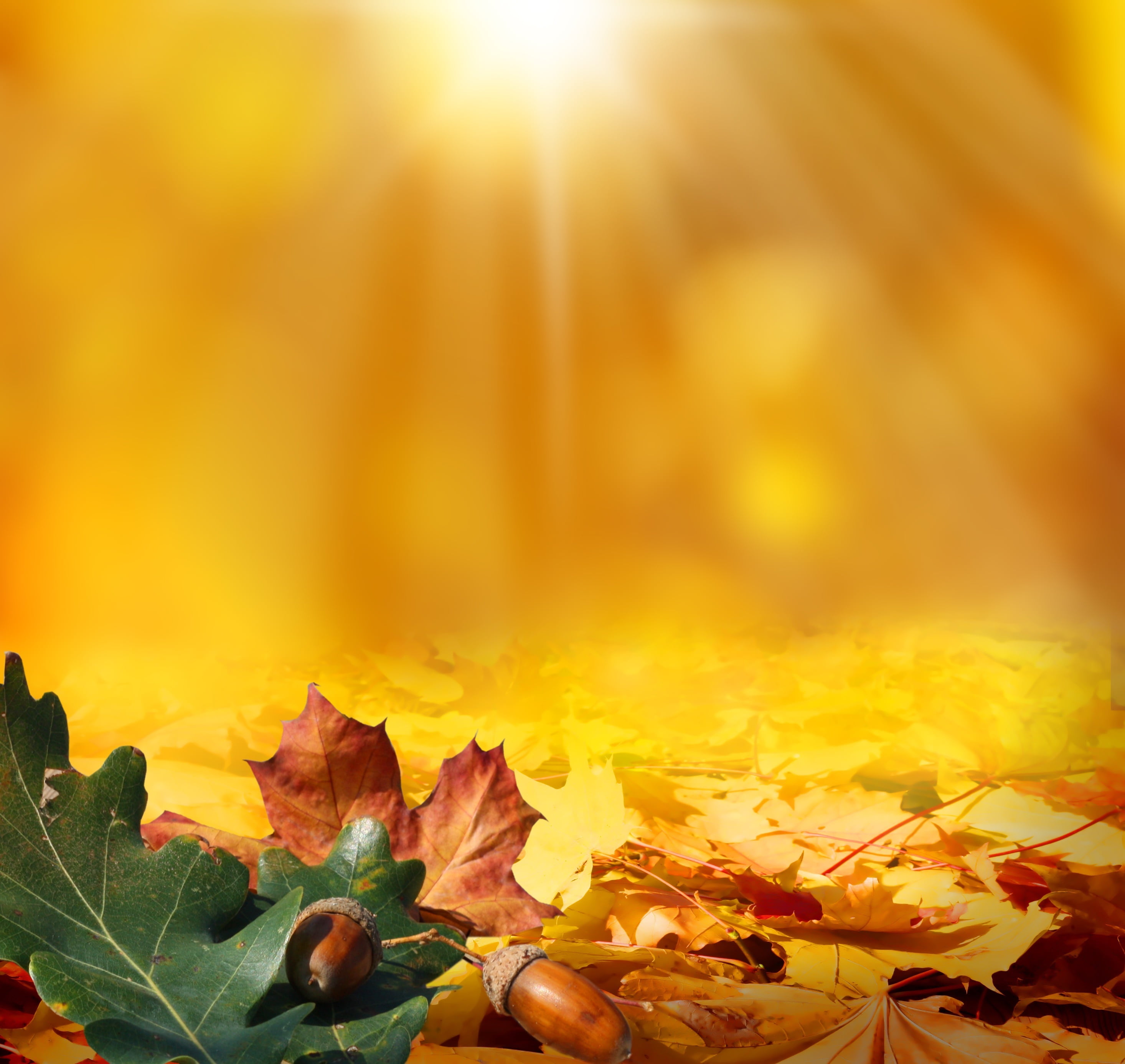 leaves, 2K, autumn, light, acorns, HD Wallpaper