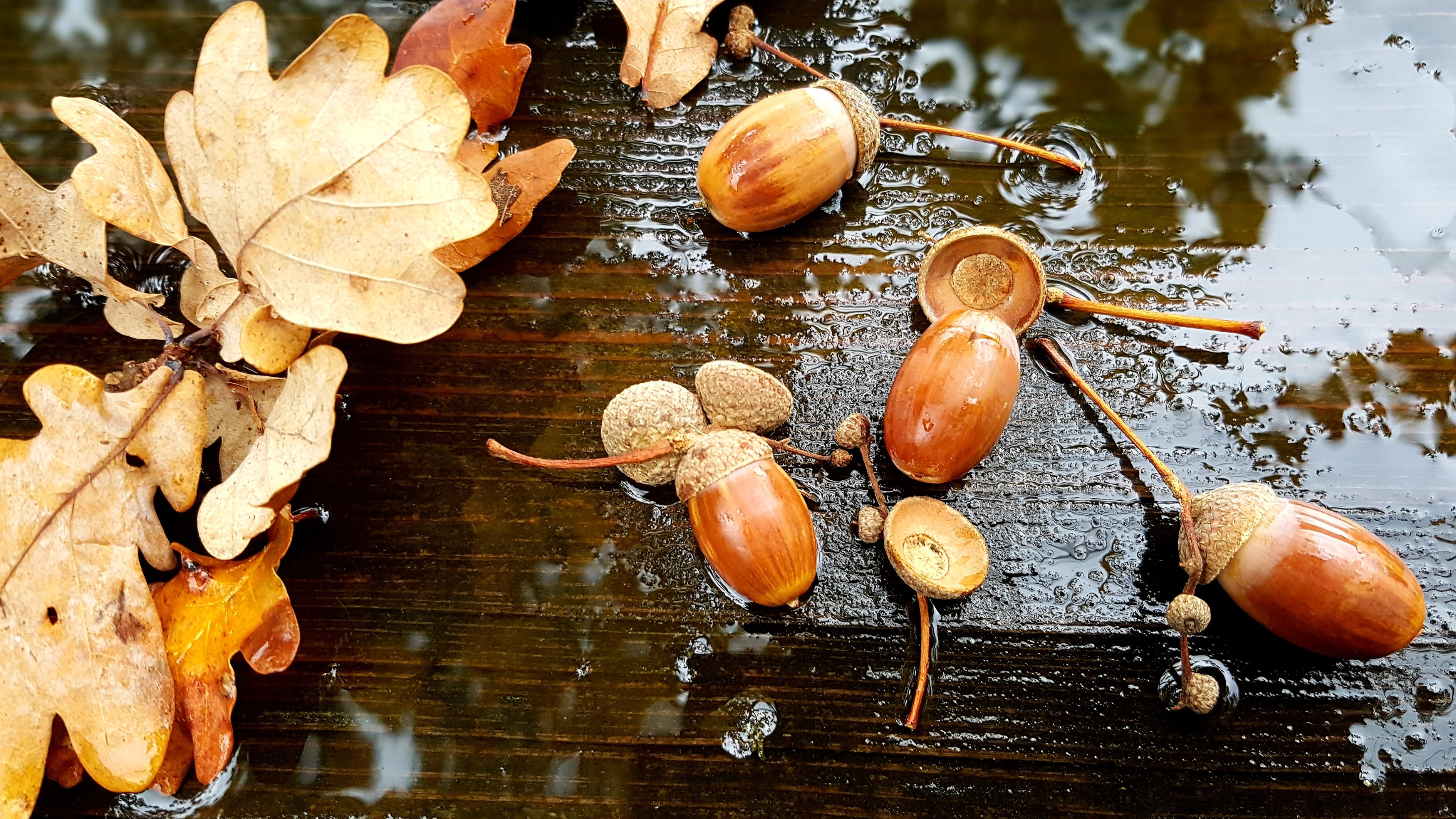 close-up, food and drink, water, change, leaves, plant part, table, tree, high angle view, 2K, day, nature, wood - material, acorns, freshness, still life, HD Wallpaper