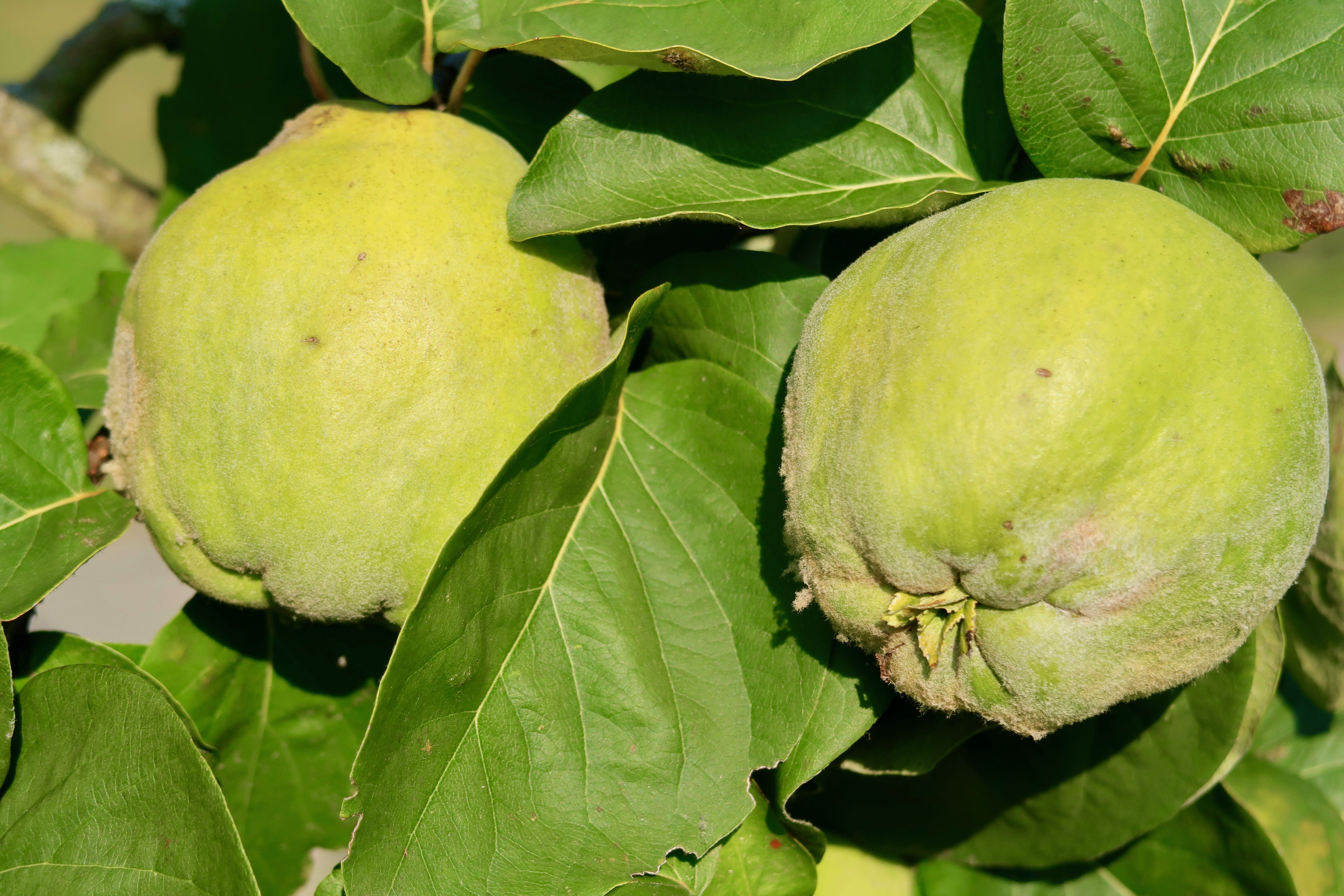 quince, green color, garden, freshness, harvest, apple - fruit, close-up, food, tree, 5K, plant, growth, healthy eating, hairy, beauty in nature, ripe, HD Wallpaper