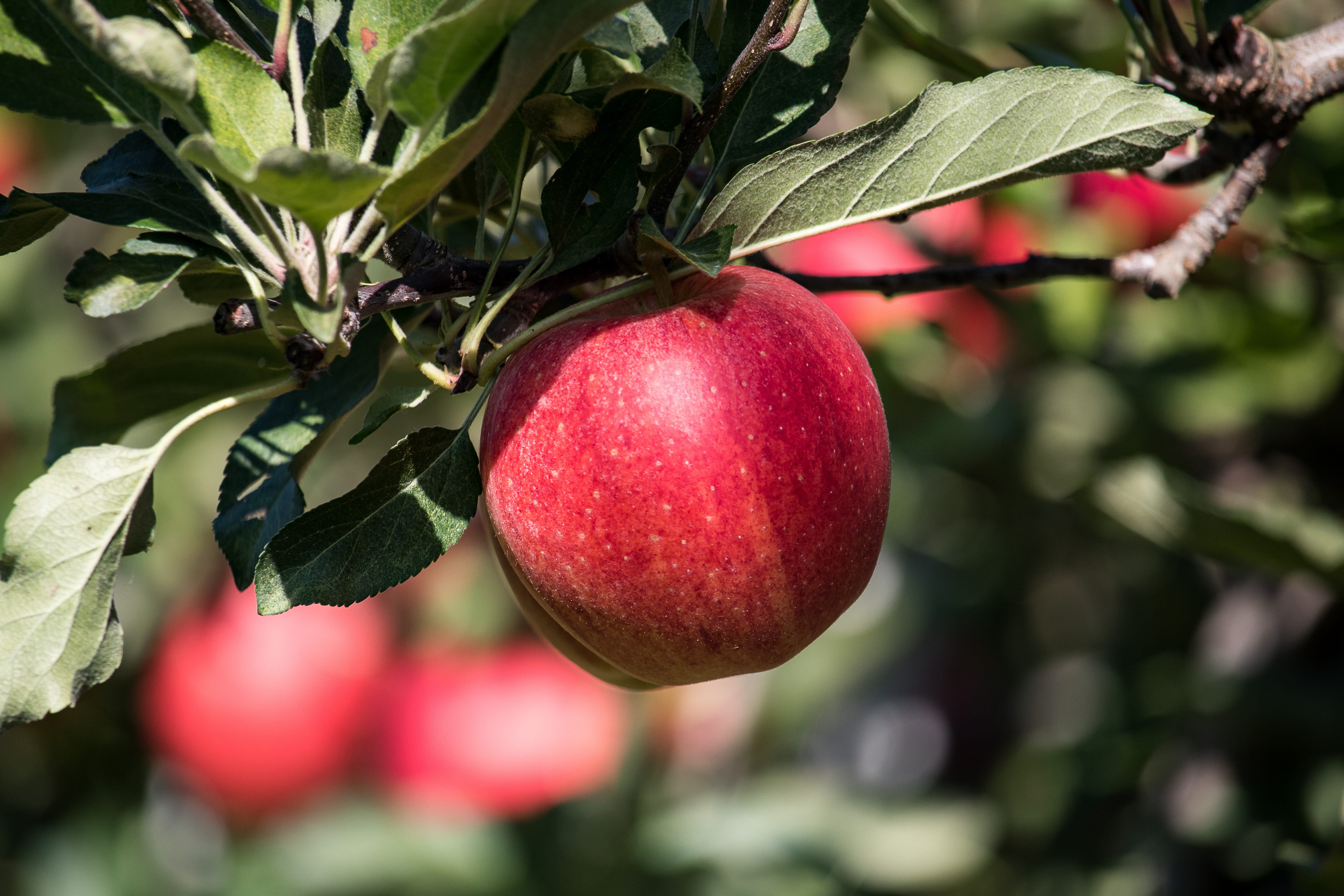 nature, tree, pome fruit, apple tree, wellbeing, ripe, day, red, focus on foreground, food and drink, branch, apple, outdoors, growth, 5K, plant part, HD Wallpaper