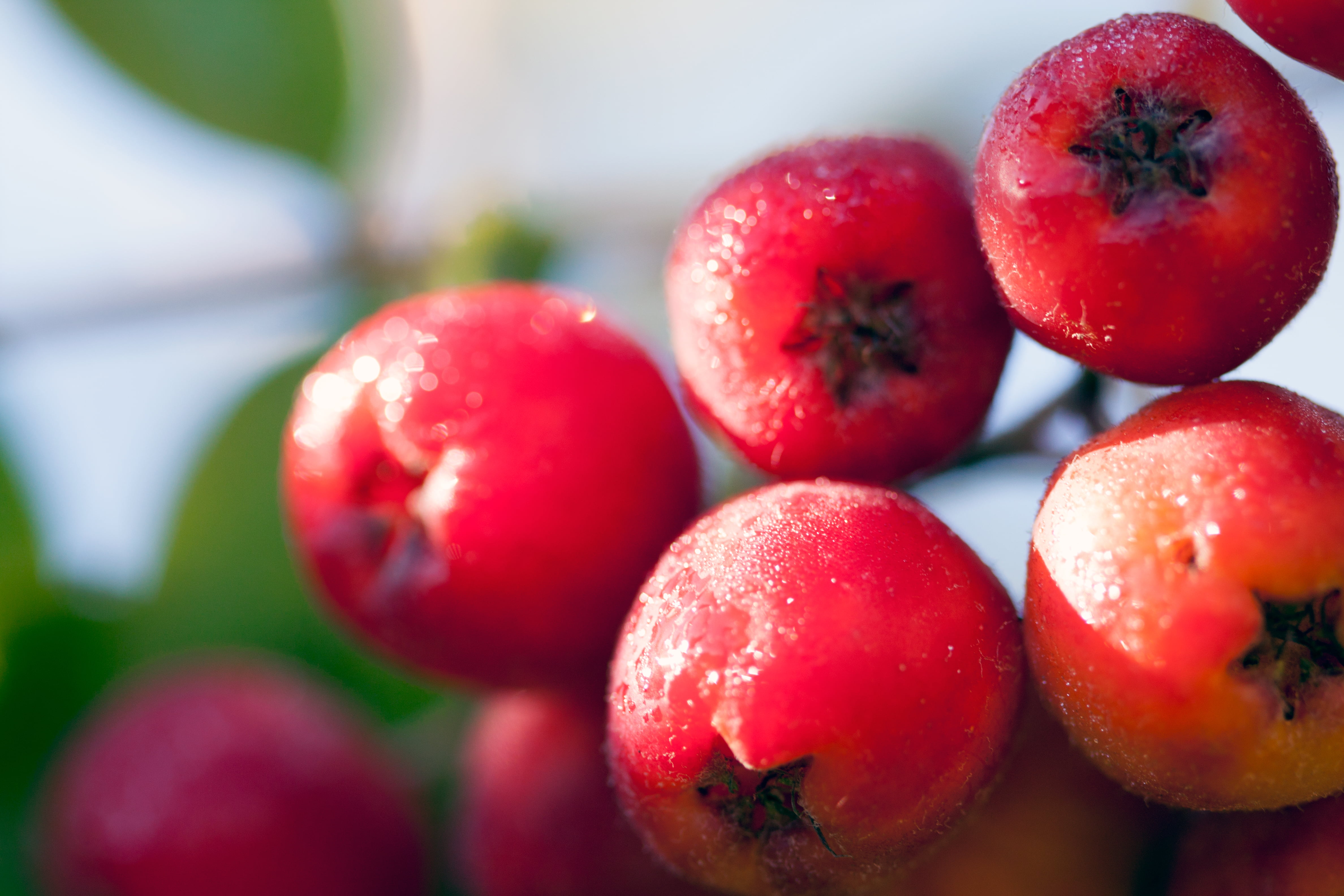 close-up, organic, red, ripe, sorbus  aucuparia, fruit, 4K, rowan, sorbus, leaf, freshness, nature, pome, close, plant, mountain-ash, red fruit, close-up photography, HD Wallpaper
