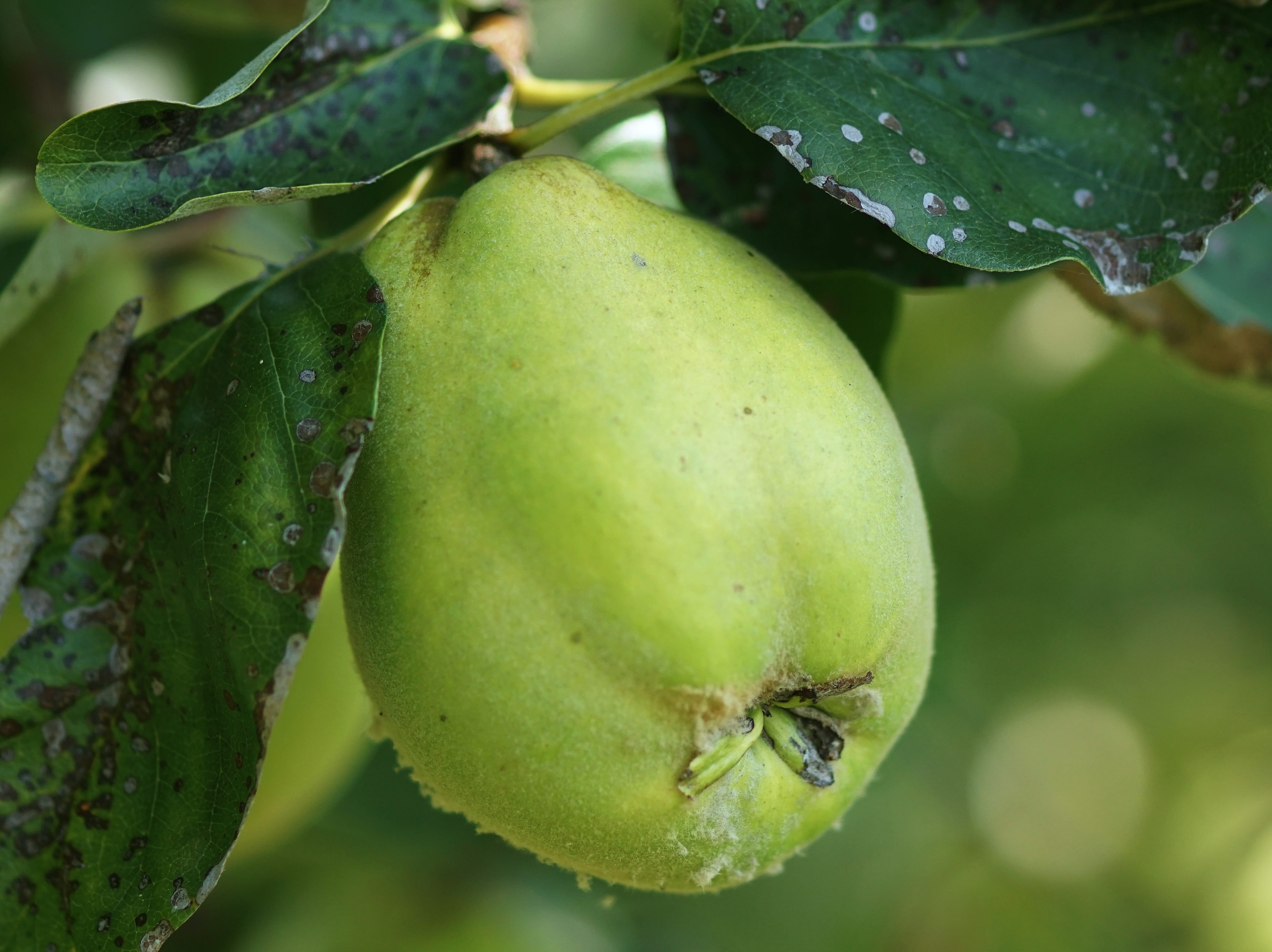 close-up, kernobstgewaechs, plant part, pome fruit, 4K, water, freshness, no people, compote, green color, pick, leaf, food, hairy, green, day, focus on foreground, HD Wallpaper
