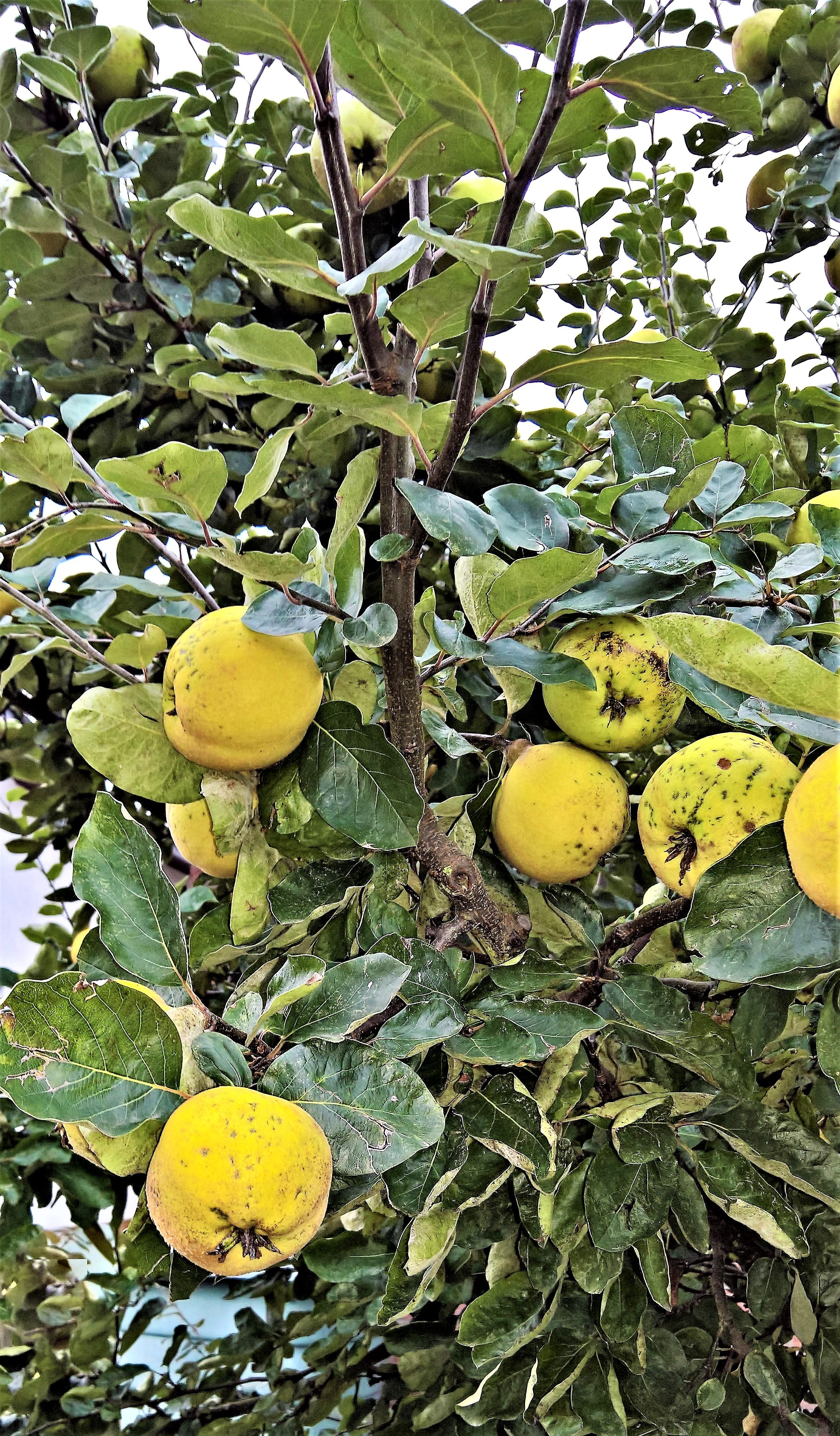 fruit, fruits, healthy eating, plant part, autumn, no people, outdoors, lemon, large, pome fruit, plant, yellow, wellbeing, food, freshness, harvest, apple tree, Phone HD Wallpaper