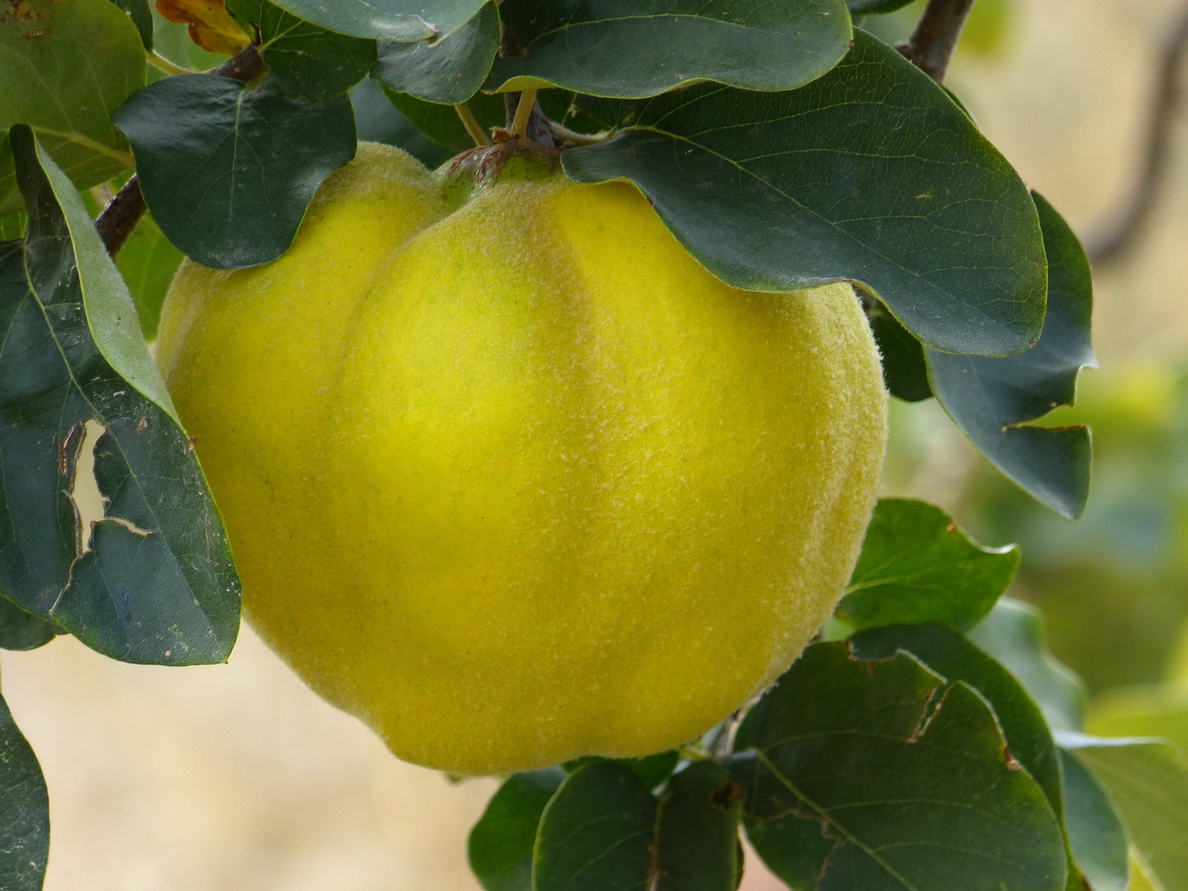 green color, Fruit, focus on foreground, rose greenhouse, fluffy, pome fruit, healthy eating, hairy, Tree, Quince, close-up, no people, Leaf, nature, beauty in nature, HD Wallpaper