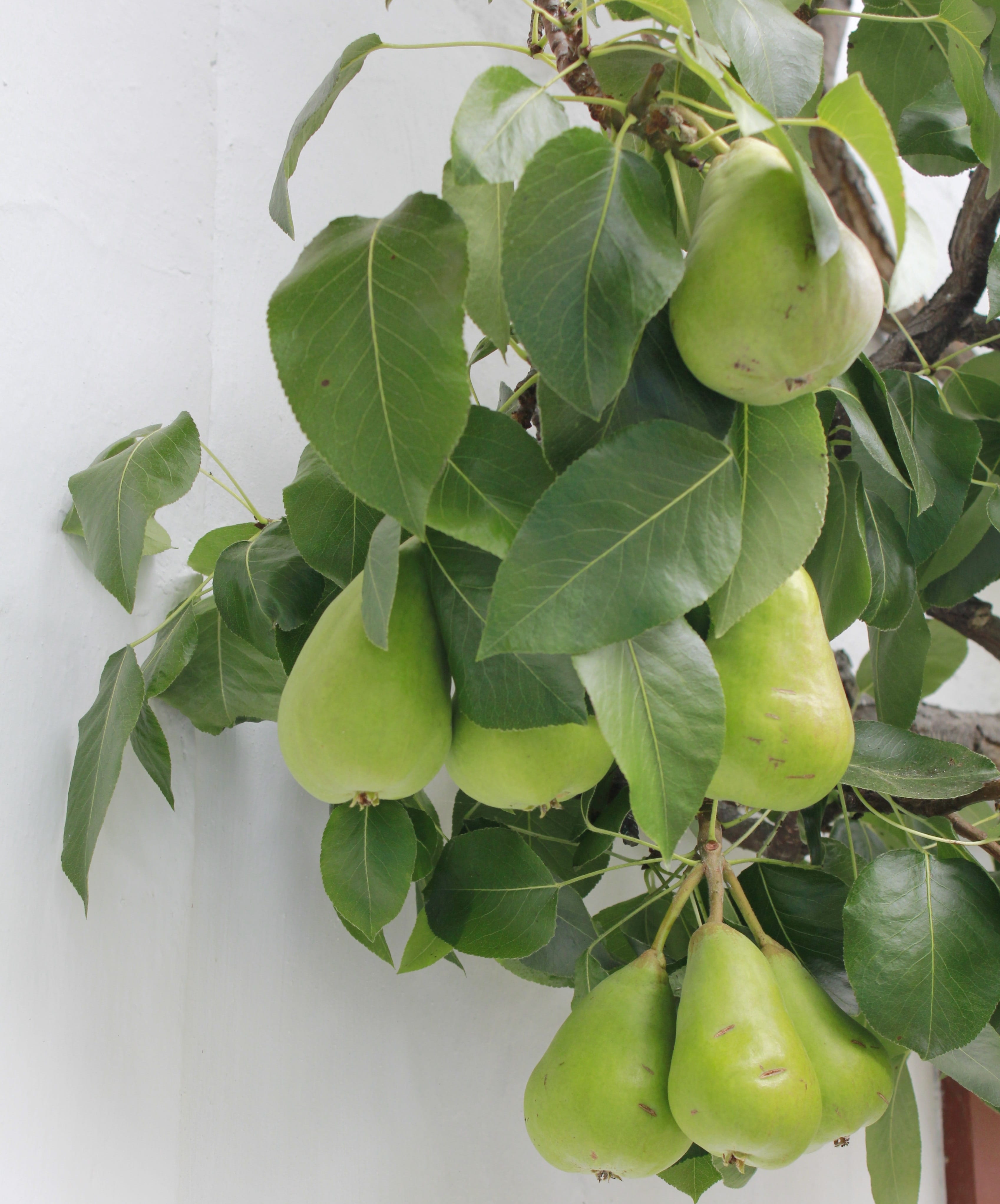 fruit tree, green color, pome fruit, leaf, plant, day, food, pears, potted plant, 4K, nature, fruit, wellbeing, plant part, healthy eating, high angle view, Phone HD Wallpaper