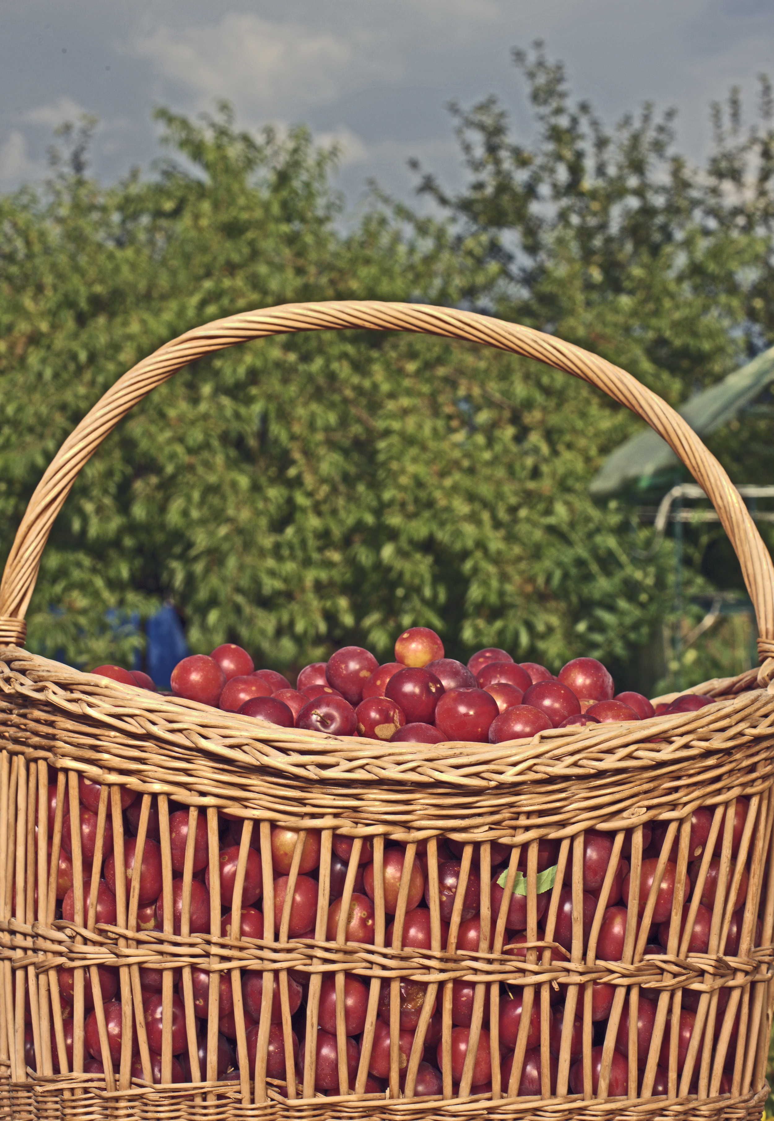 healthy eating, tasty, regional crop, focus on foreground, wellbeing, summer, healthy, 2K, large group of objects, no people, plum, ripe, fruit basket, Phone HD Wallpaper