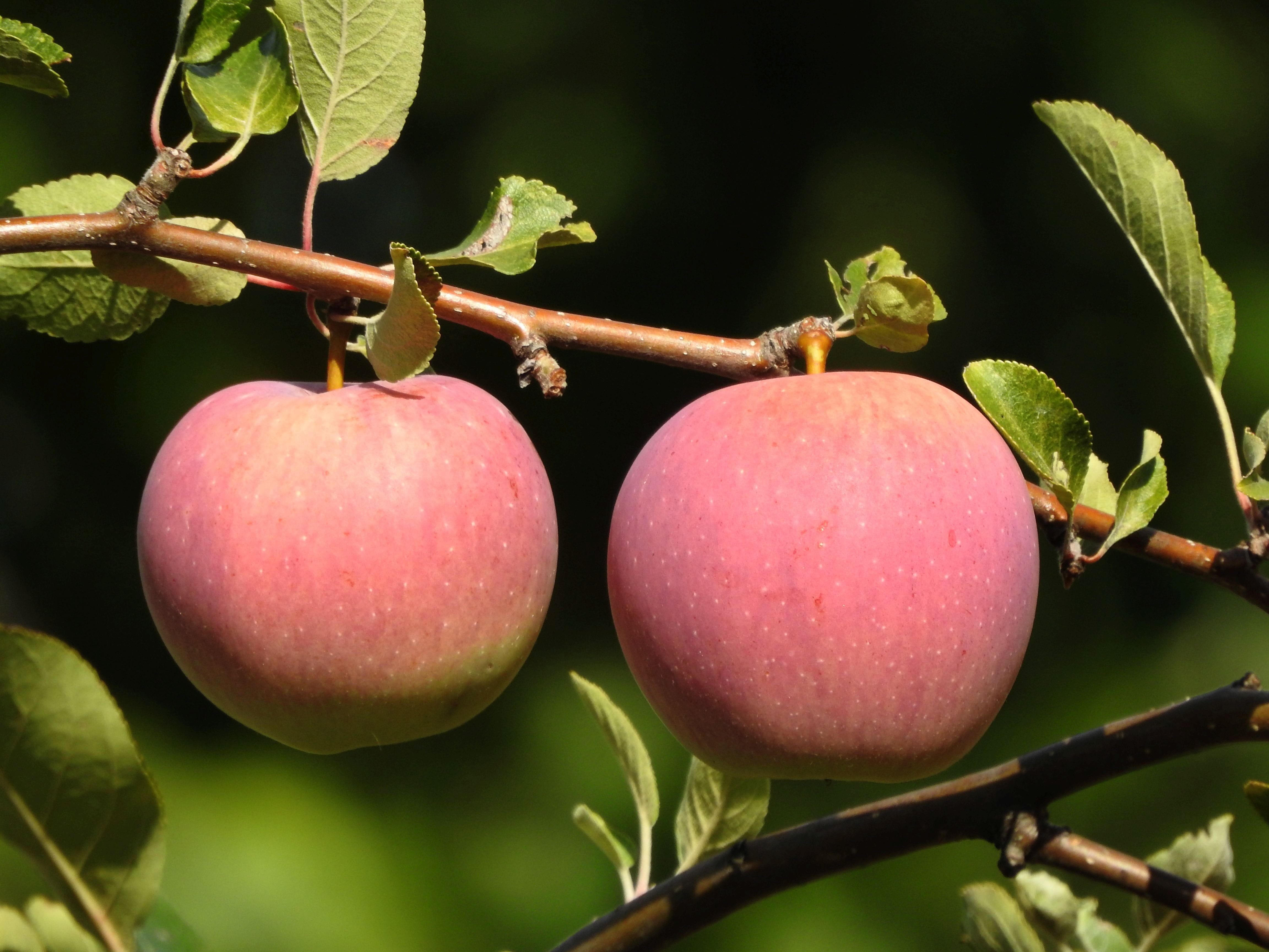 fruit tree, outdoors, close up, leaf, wellbeing, nutrition, pome fruit, tree, healthy eating, nature, freshness, plant stem, growth, day, 4K, plant part, HD Wallpaper