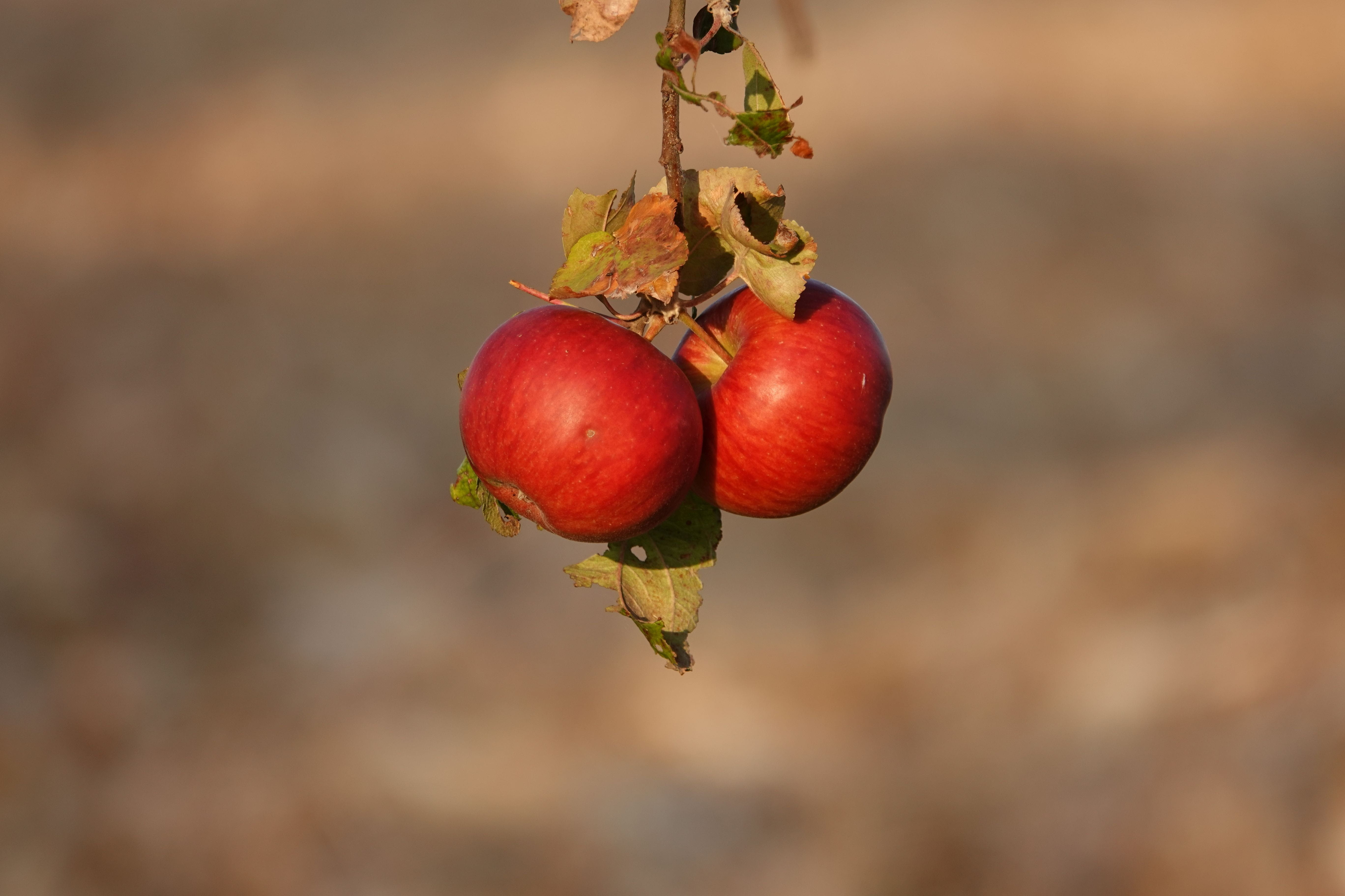 food and drink, nature, healthy eating, wellbeing, vitamins, beauty in nature, 5K, pome fruit, plant part, freshness, apple, fruit, plant, no people, autumn, HD Wallpaper