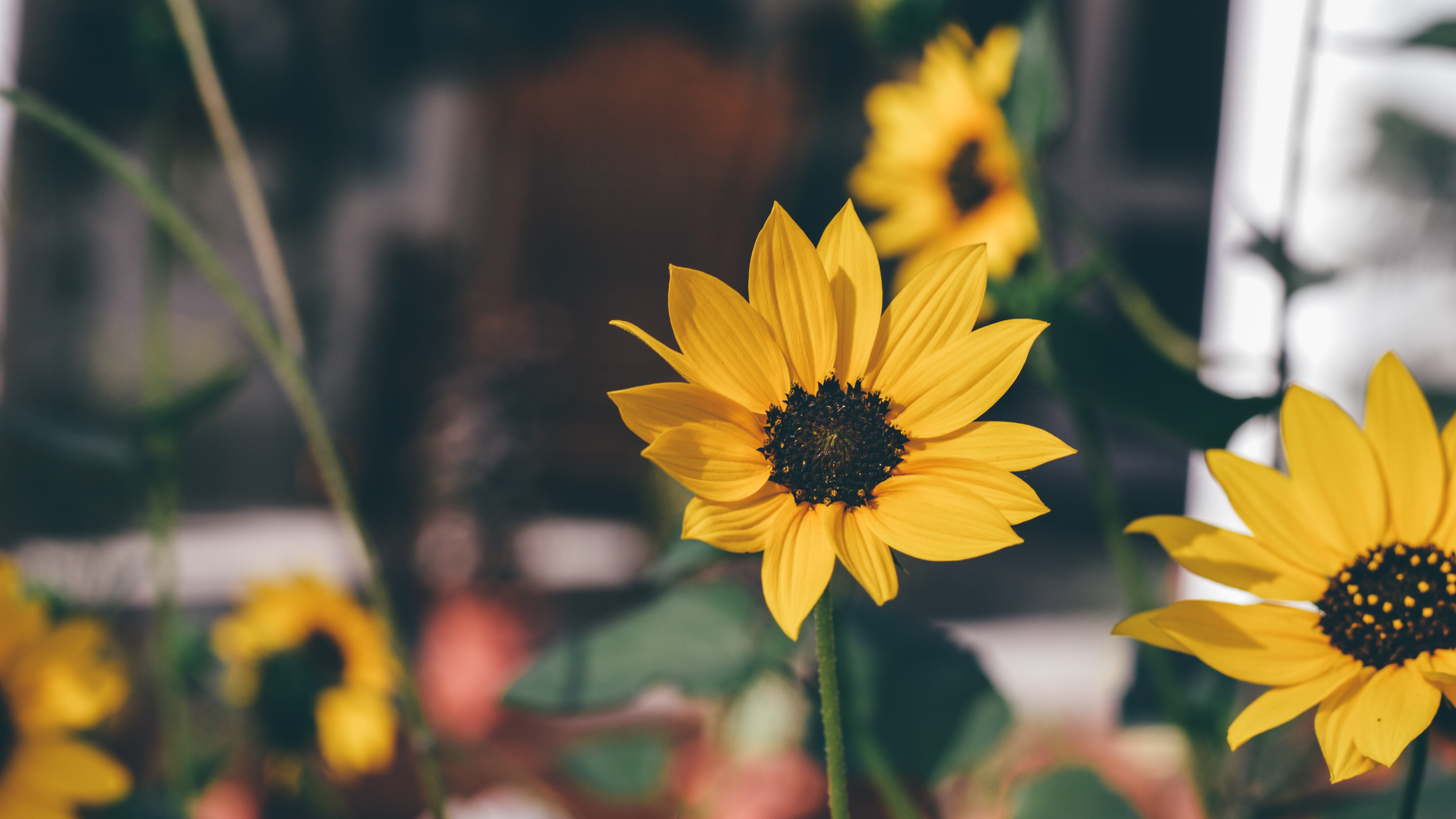 vulnerability, pollen, home, house, no people, color, sun, 5K, freshness, beauty in nature, nature, yellow, new delhi, sunlight, hope, flowering plant, HD Wallpaper