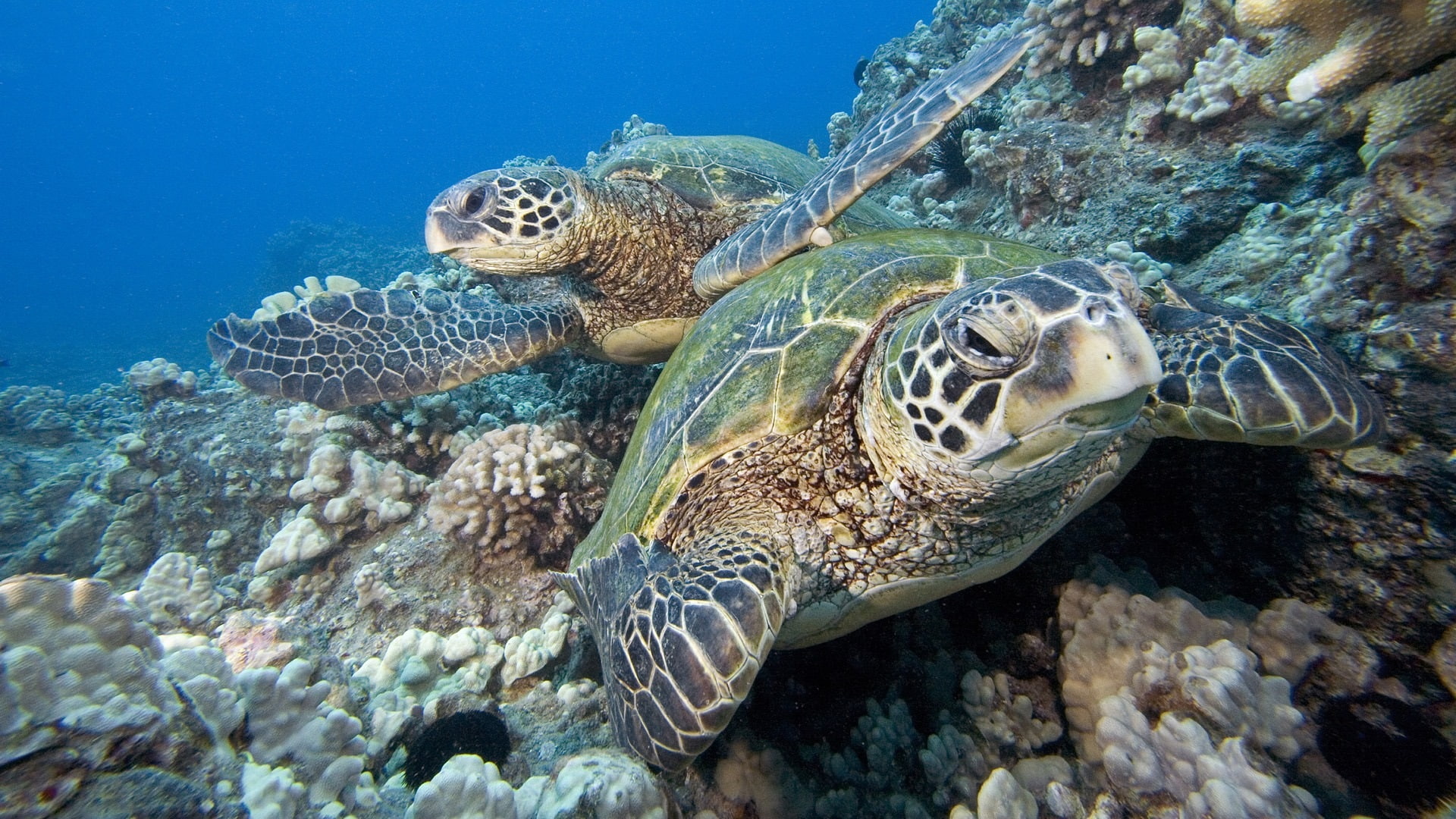 Two, Turtle, 1080P, Sea, turtles, HD Wallpaper