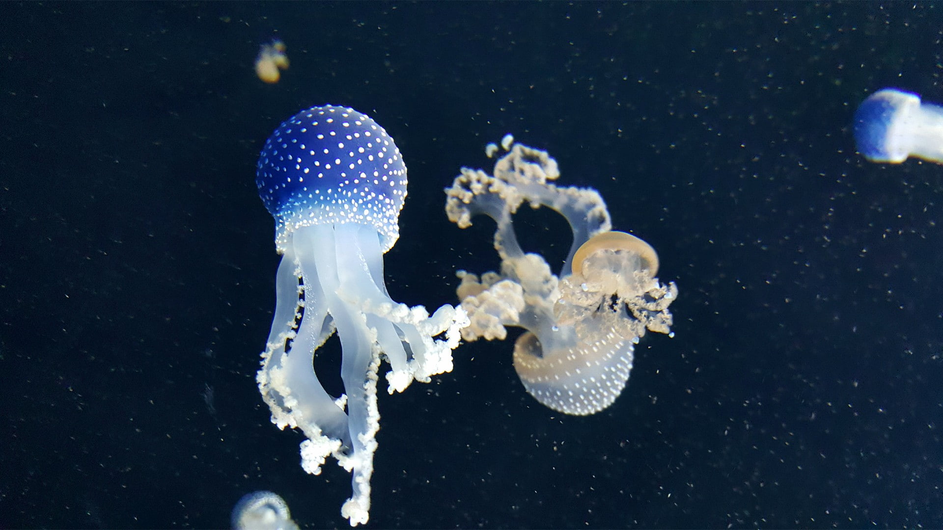 1080P, animals, sea, fish, jellyfish, HD Wallpaper