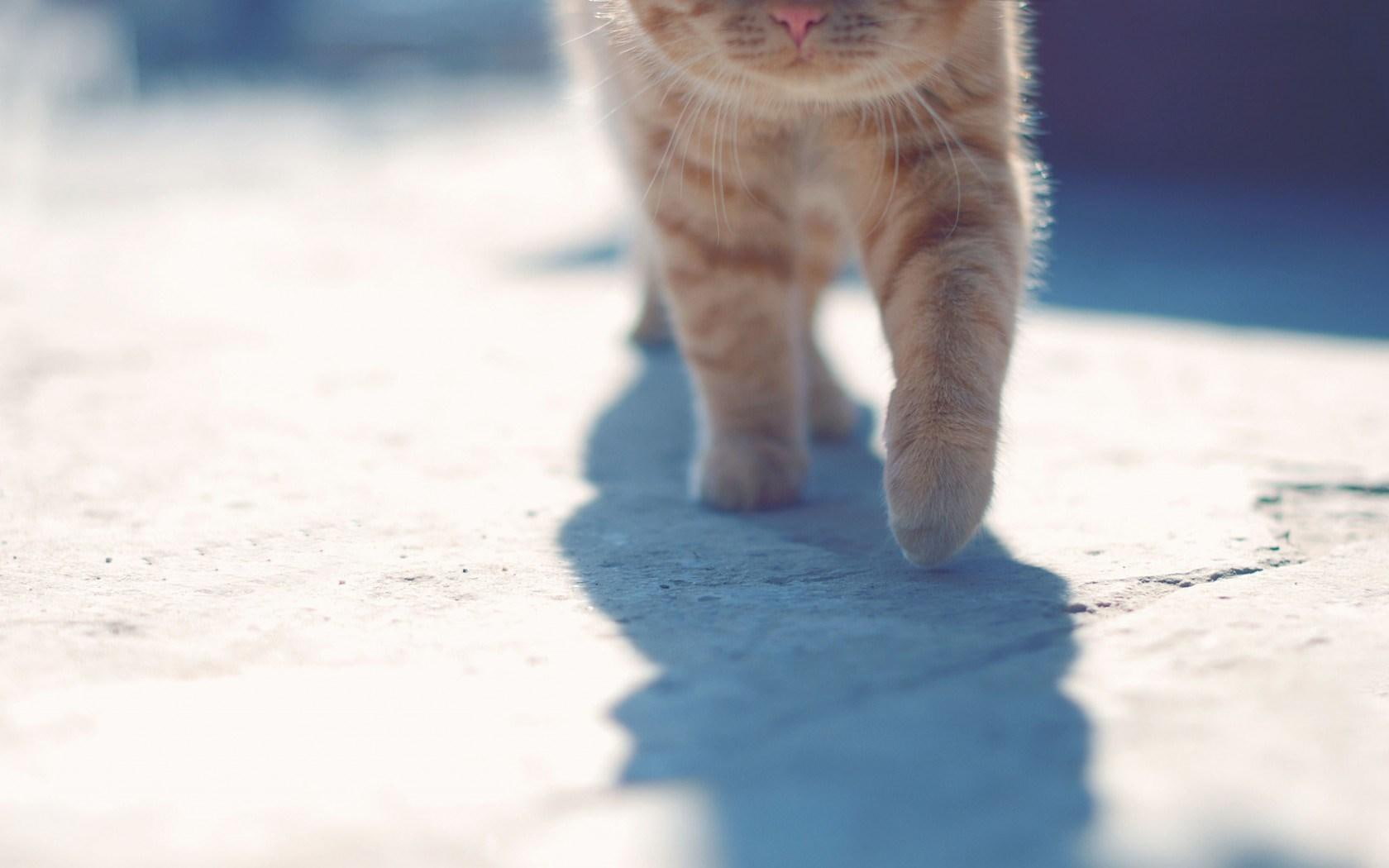 cat, 720P, paws, HD Wallpaper