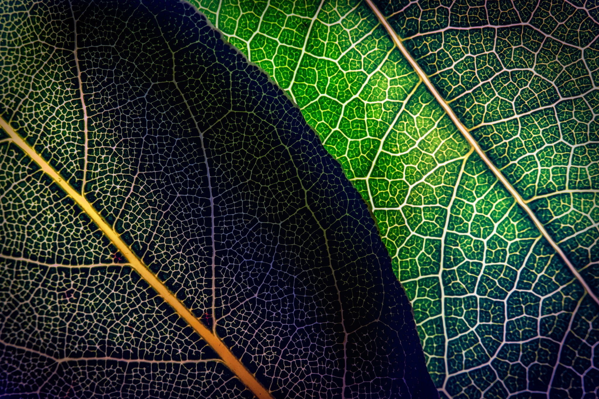 beauty in nature, day, backgrounds, macro, green color, plant part, leaf, nature, plant, no people, textured effect, 1080P, magnification, outdoors, textured, HD Wallpaper
