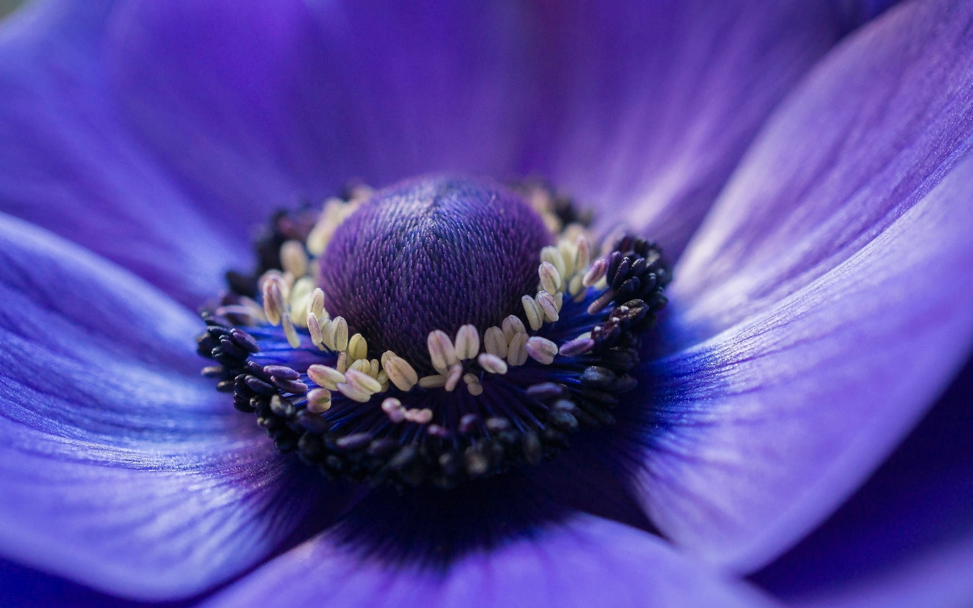 Flower, 1080P, Photography, Macro, Anemone, Blue, HD Wallpaper