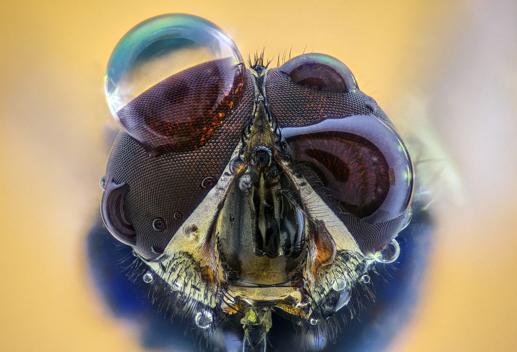 stereo, animal eye, magnification, animal themes, invertebrate, animal wing, blue background, small, animal body part, animal, arthropod, macro, animals, HD Wallpaper