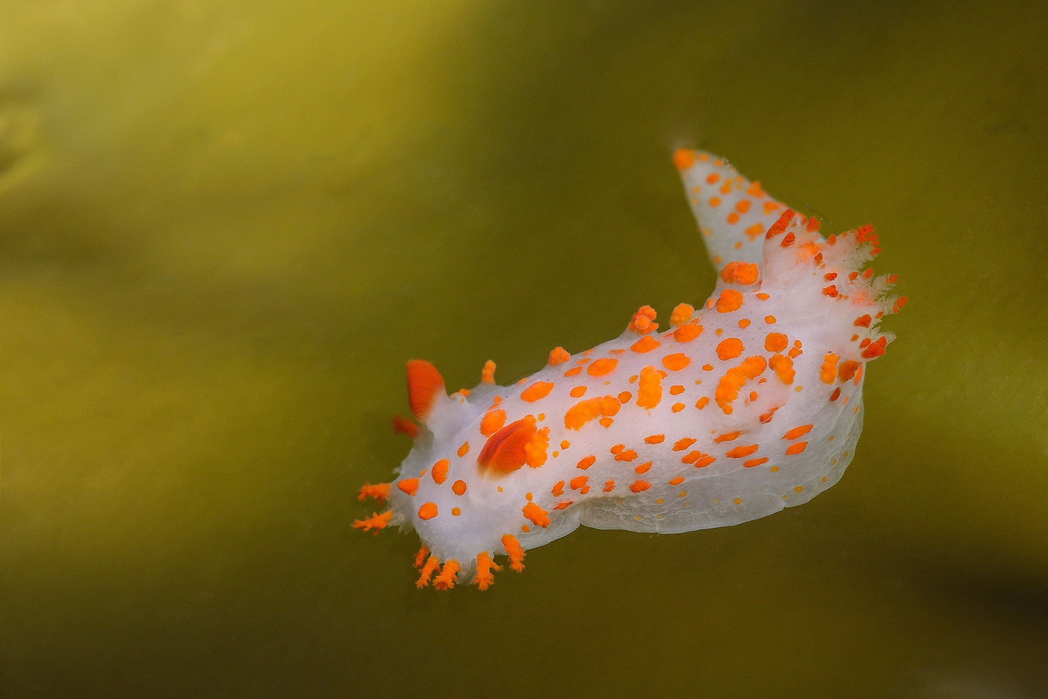 Nudibranchia, beauty in nature, animal wildlife, sea, animal themes, animal, undersea, marine, swimming, orange color, water, one animal, outdoors, nature, HD Wallpaper