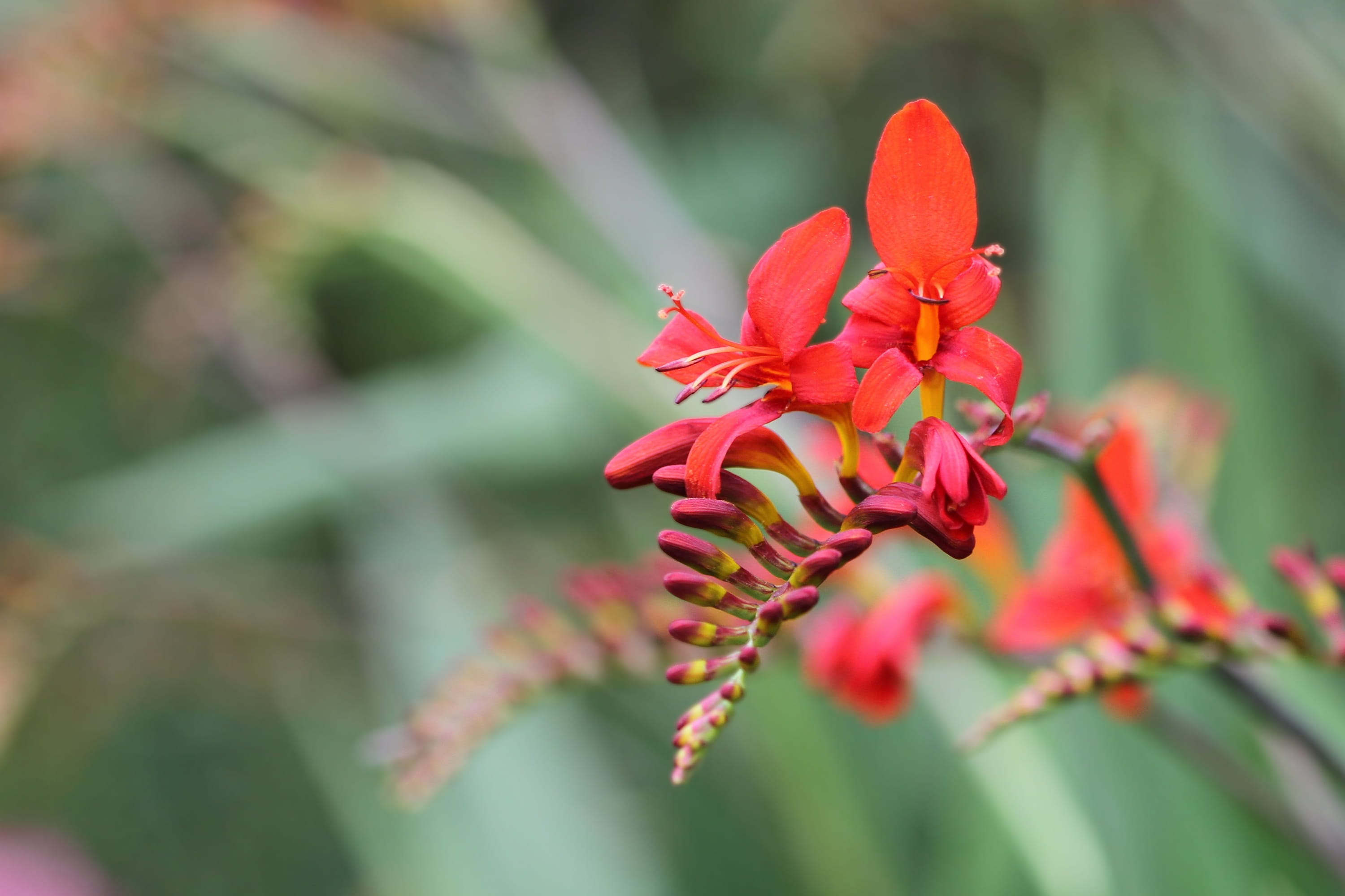 crocosmia × crocosmiiflora, montbretia, 2K, red, beauty in nature, close-up, freshness, selective focus, inflorescence, growth, petal, blossom, no people, HD Wallpaper