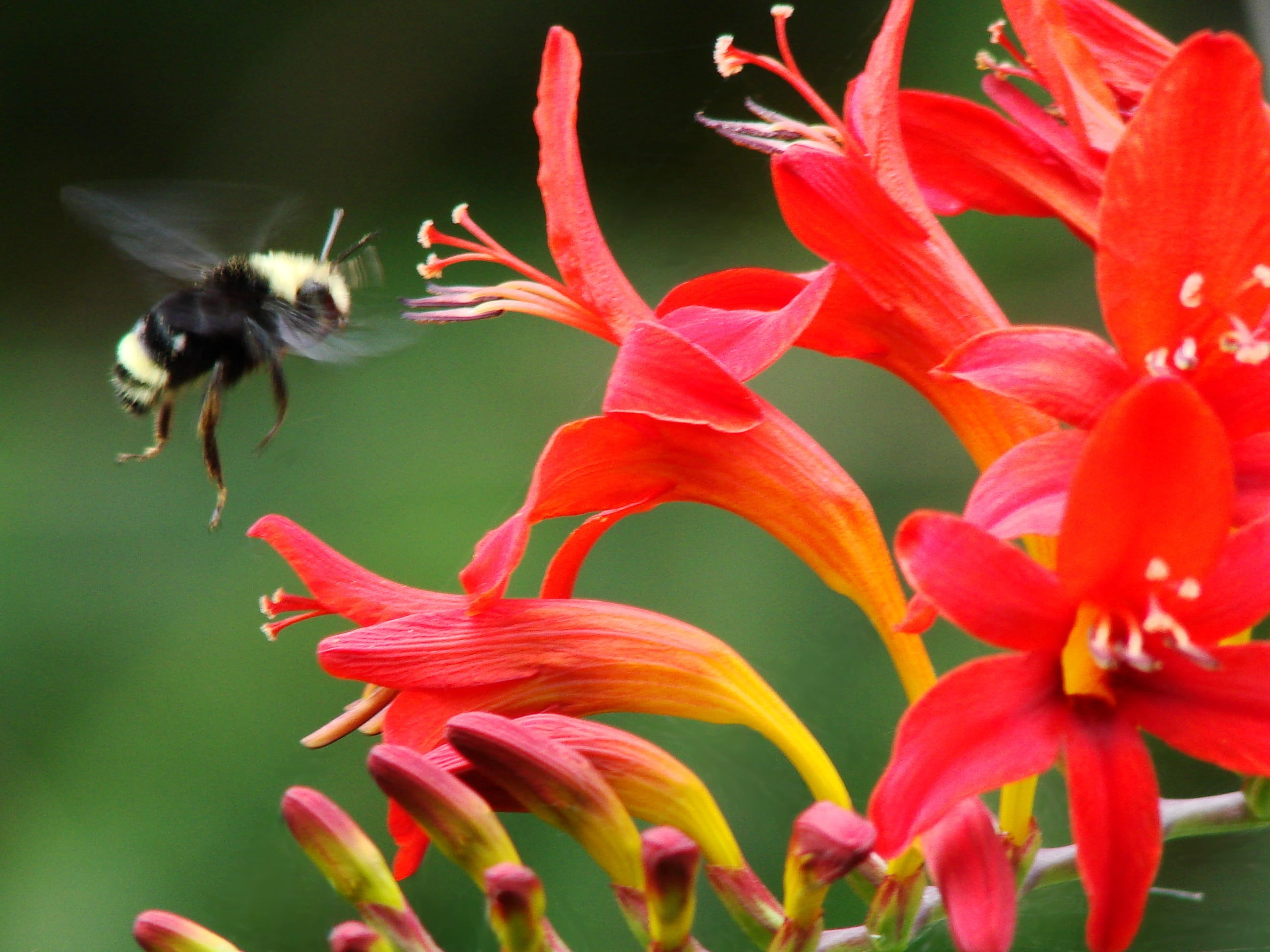 animal themes, pollination, summer, animal, bumblebee, one animal, flower head, nature, beauty in nature, 2K, vibrant, pollen, focus on foreground, animals in the wild, HD Wallpaper