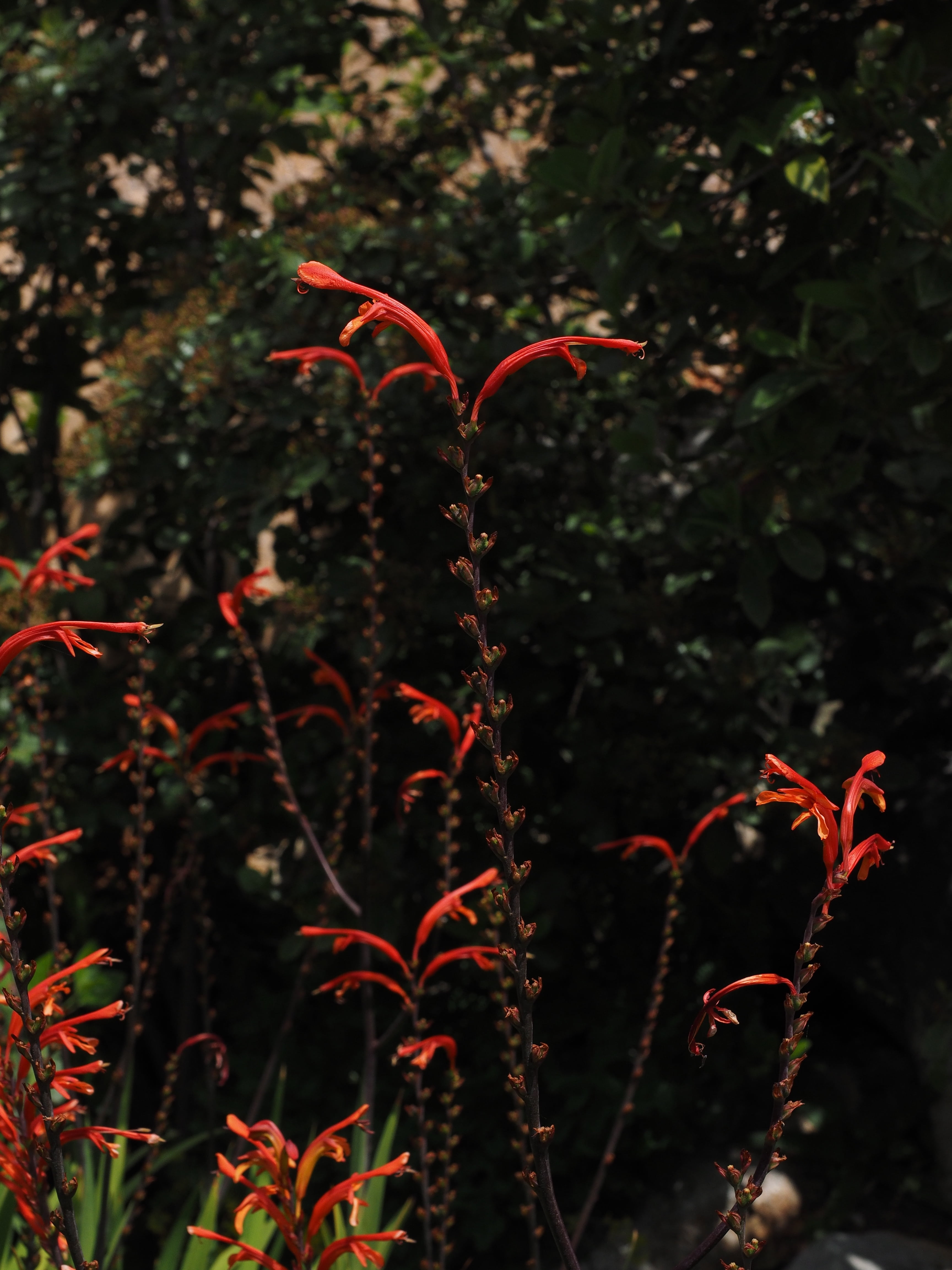 orange, bloom, selective focus, nature, tree, candy cane, montbretia, multi colored, food and drink, tranquility, long stems, close-up, oblong, red, plant, Phone HD Wallpaper