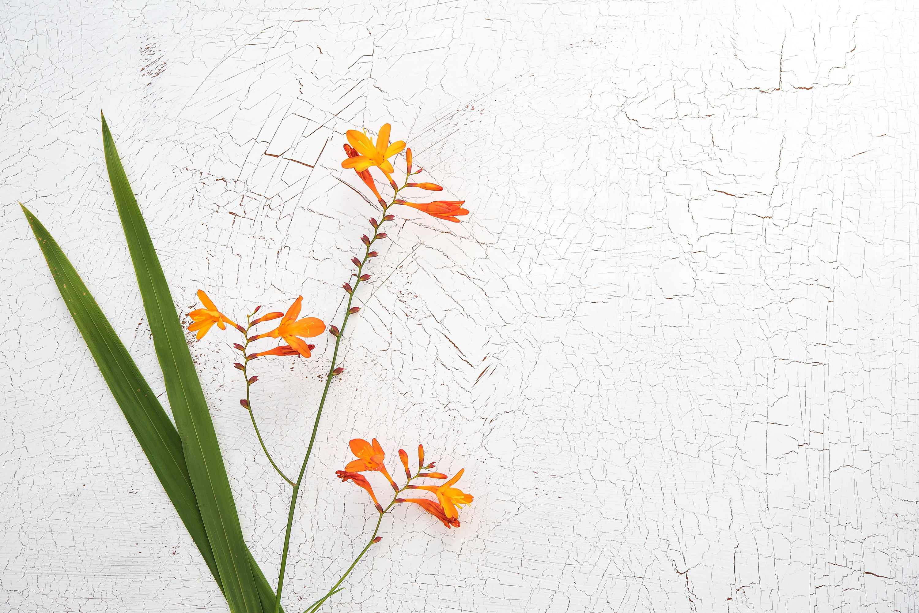 wall - building feature, fragility, leaf, vulnerability, flowers, orange flowers, outdoors, freshness, yellow, orange color, schwertliliengewaechs, 2K, HD Wallpaper