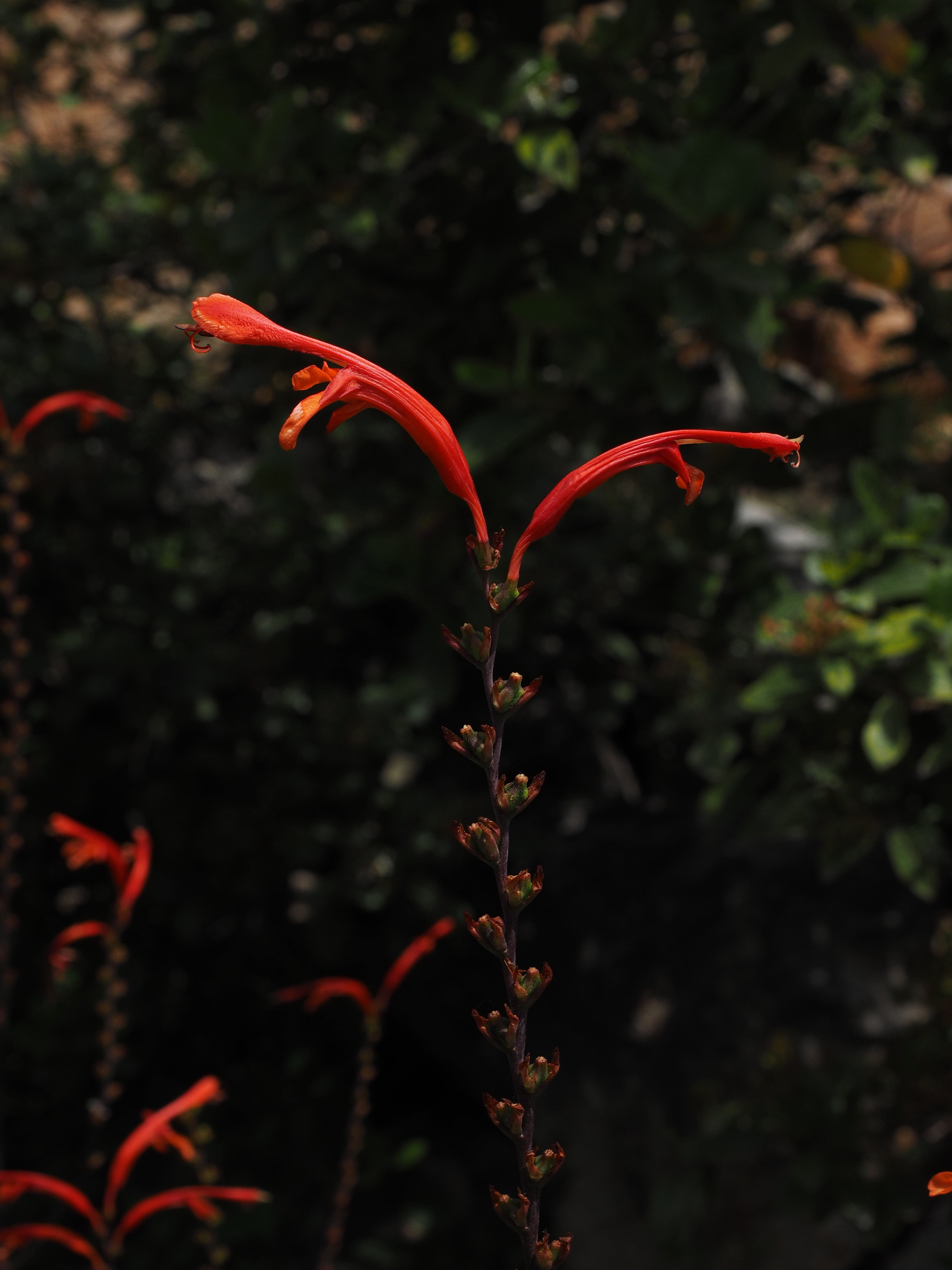 plant part, 4K, garden montbretia, plant, fragility, long, beauty in nature, plant stem, montbretia, red, crocosmia, crocosmia × crocosmiiflora, schwertliliengewaechs, Phone HD Wallpaper