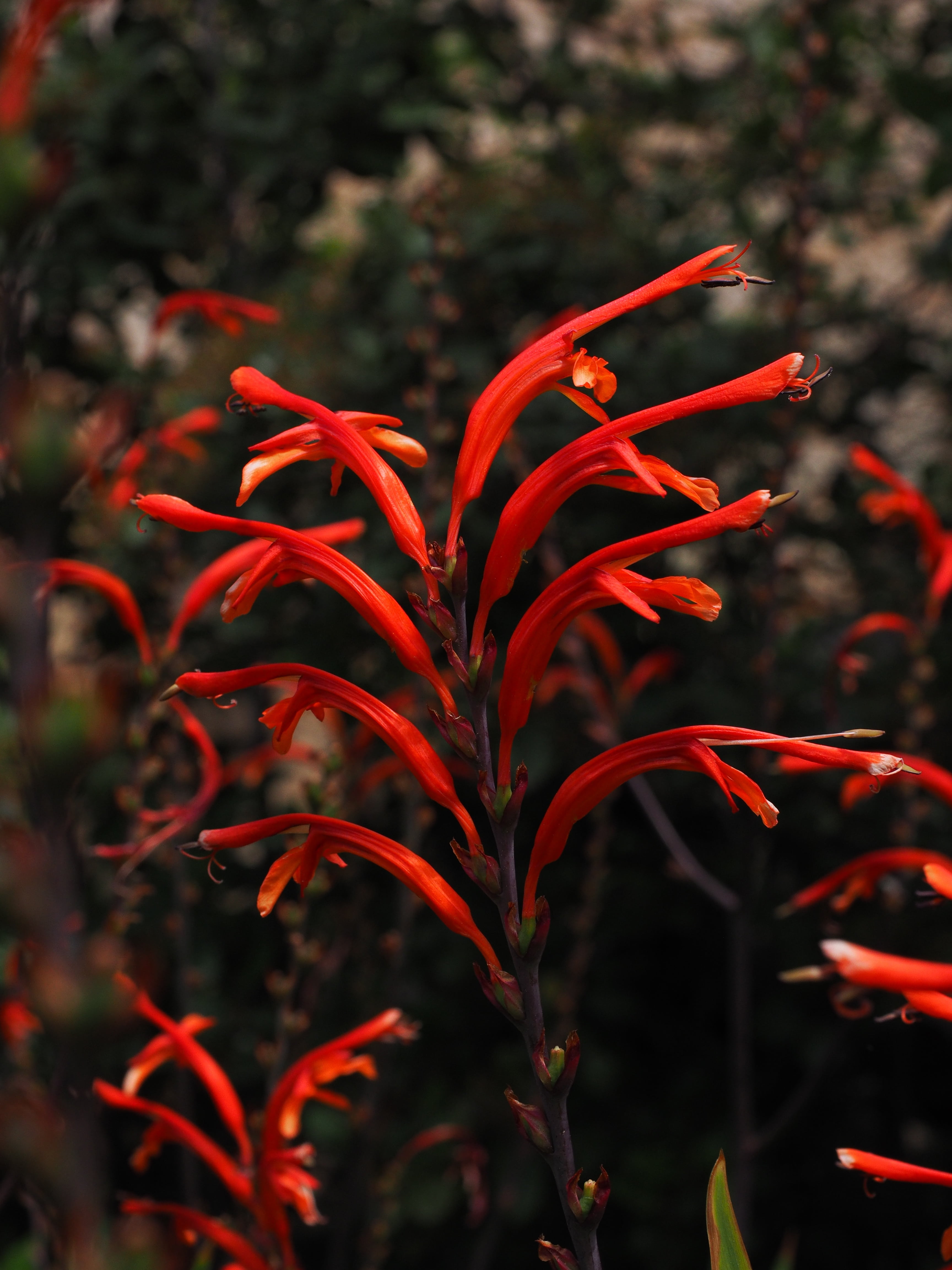 bloom, 4K, montbretia, selective focus, iridaceae, day, beauty in nature, close-up, vulnerability, crocosmia × crocosmiiflora, blossom, leaf, flower, growth, Phone HD Wallpaper