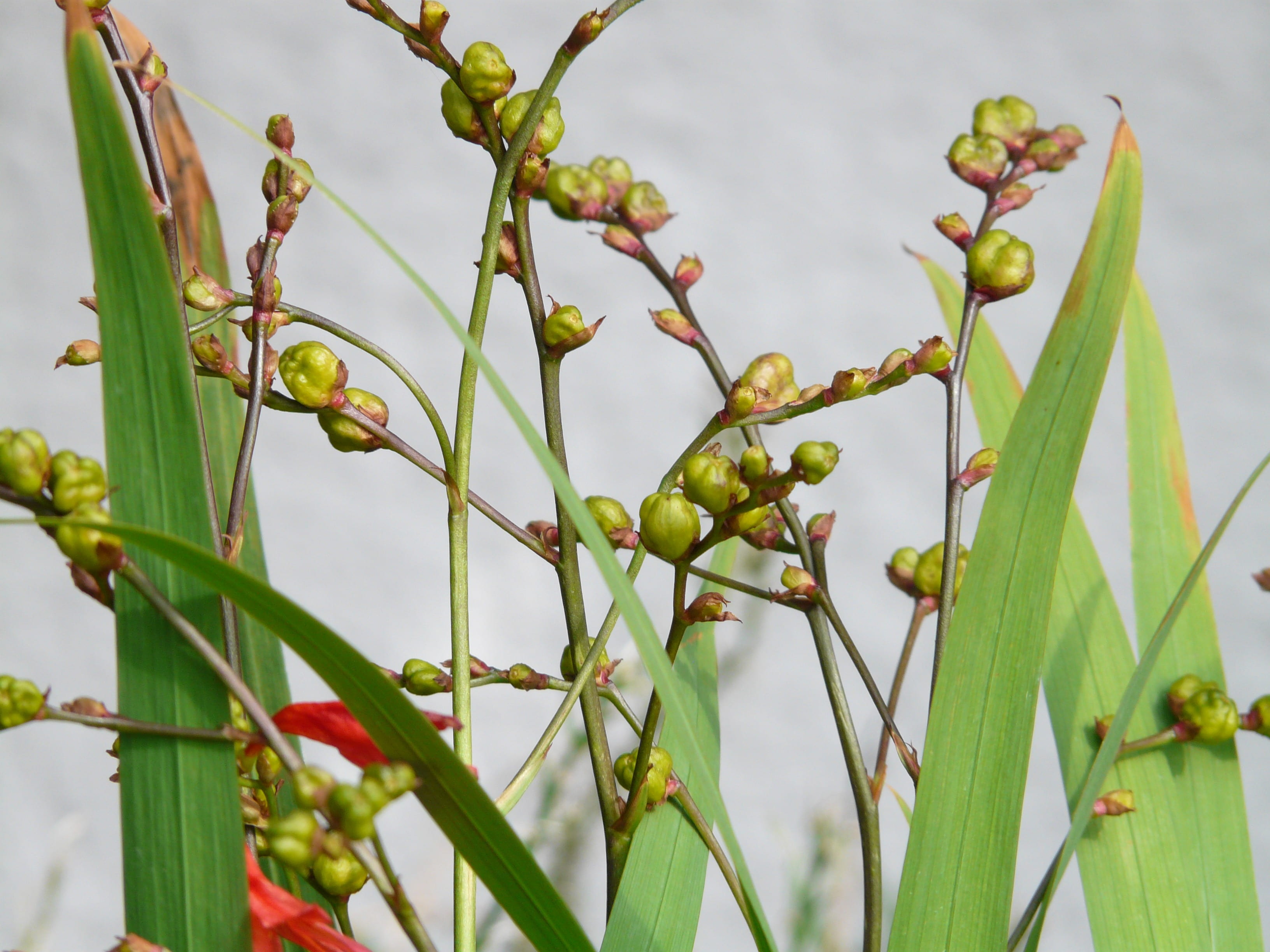 crocosmia masonorum, healthy eating, beauty in nature, plant part, ornamental plant, plant, food, growth, garden montbretia, focus on foreground, tree, HD Wallpaper